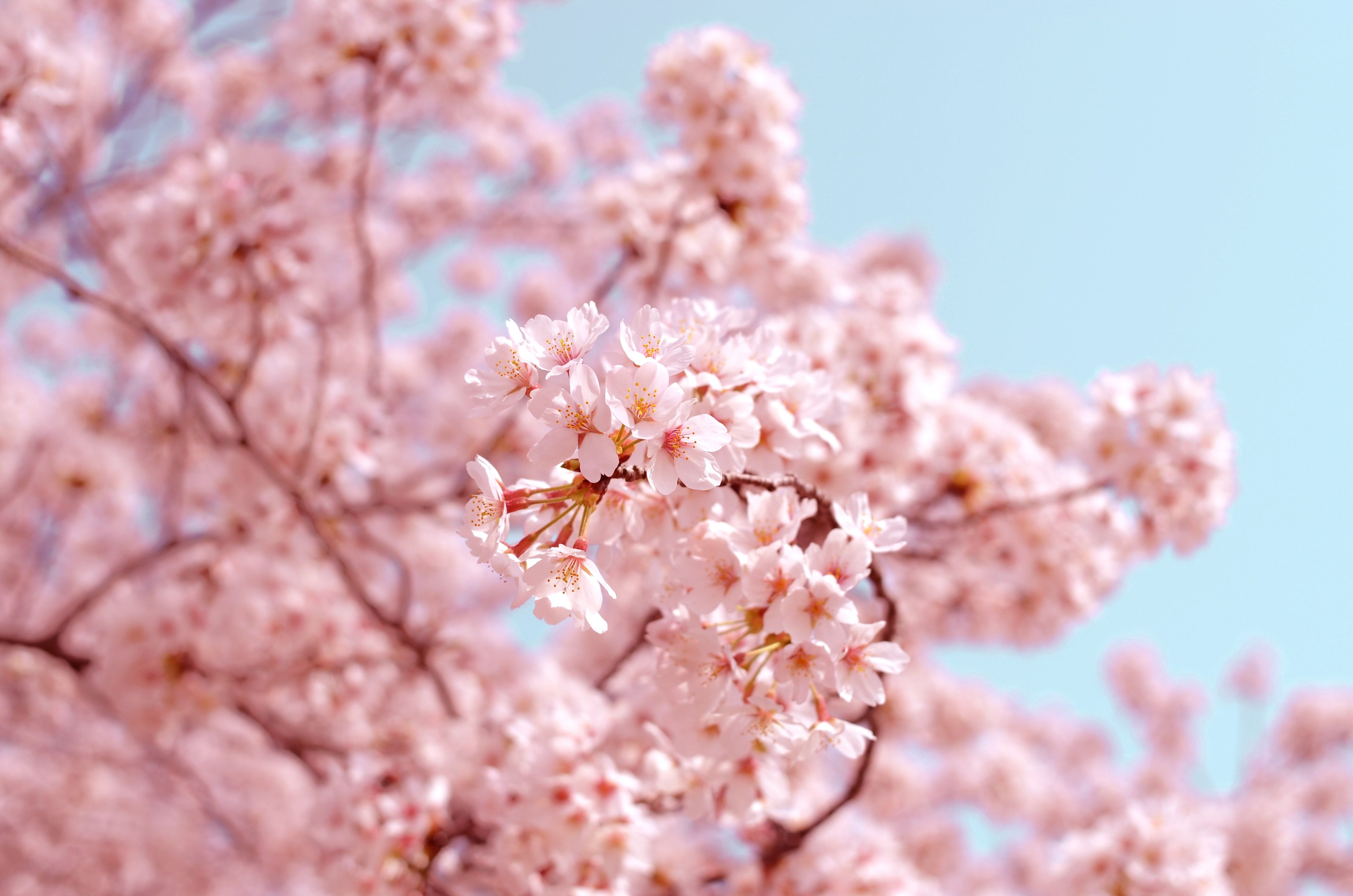 Japan Cherry Blossom 2020 - HD Wallpaper 