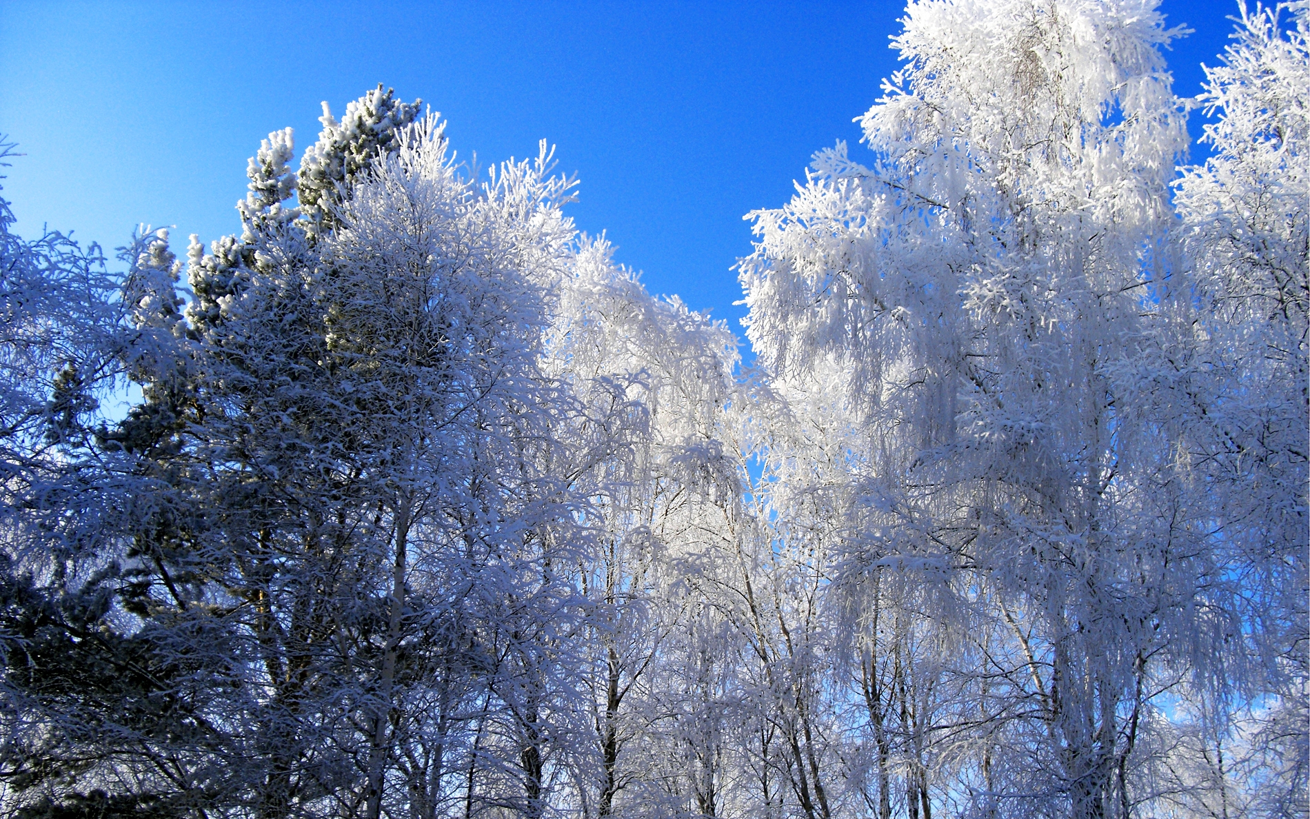 Wallpaper Winter, Hoarfrost, Trees, Kroner, Blue, White, - Wallpaper - HD Wallpaper 