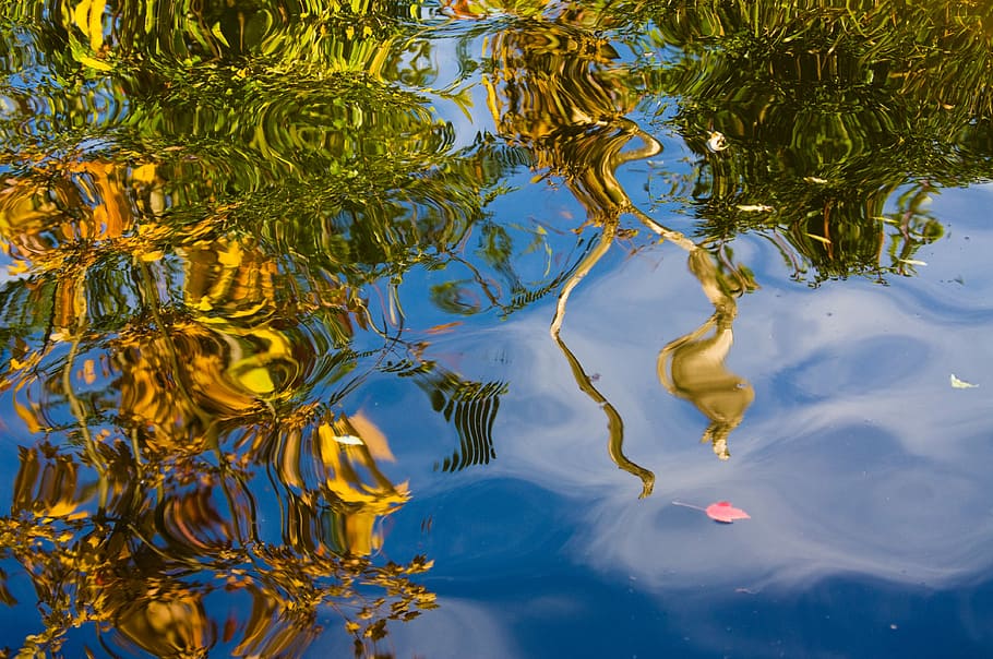 Mirroring, Water, Plant, Abstract, Nature, Lake, Reflections, - Reflection - HD Wallpaper 