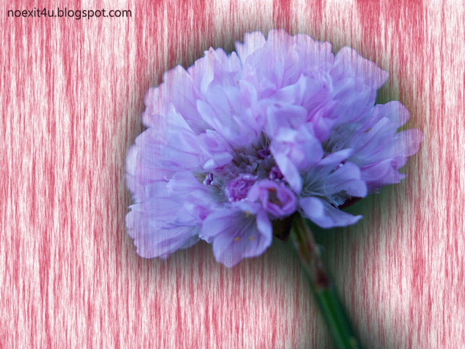 Artificial Flower - HD Wallpaper 