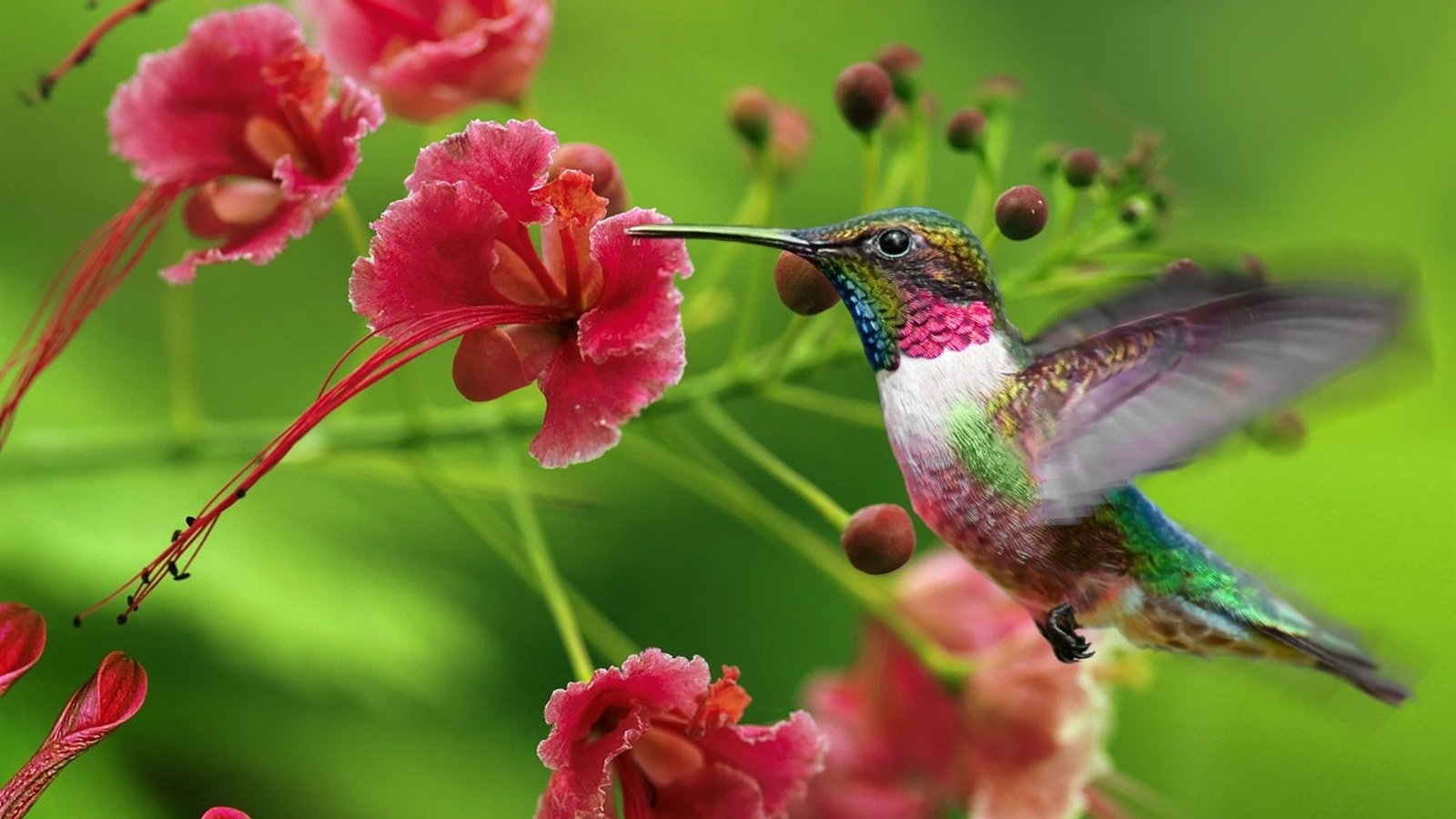 Size Of Hummingbird - HD Wallpaper 