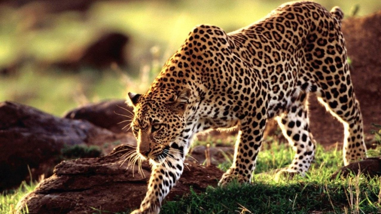 Leopard Wallpaper Hd - HD Wallpaper 