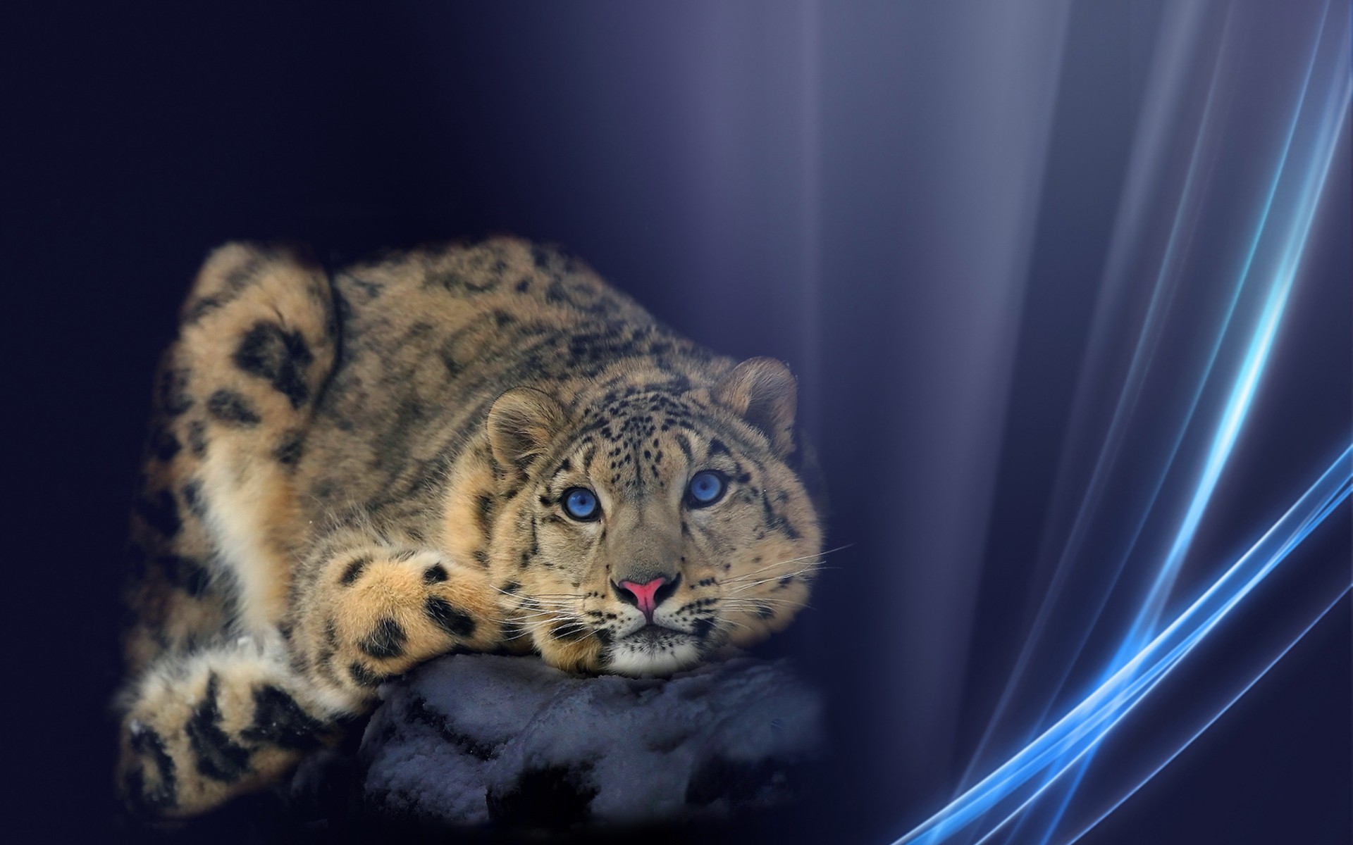 Wallpaper - Leopard Lion With Horns Fantasy - HD Wallpaper 