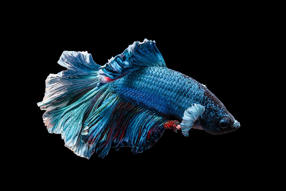 Blue Siamese Fighting Fish, Water, Abstract, Animal, - Mollies Fish - HD Wallpaper 