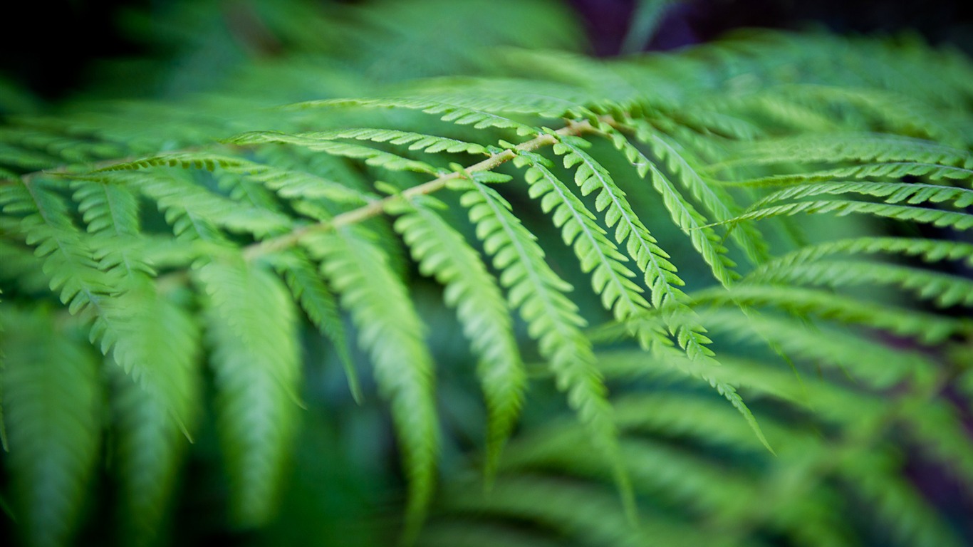 Green Ferns-windows 10 Hd Wallpaper2015 - Fern Leaf Facebook Cover - HD Wallpaper 