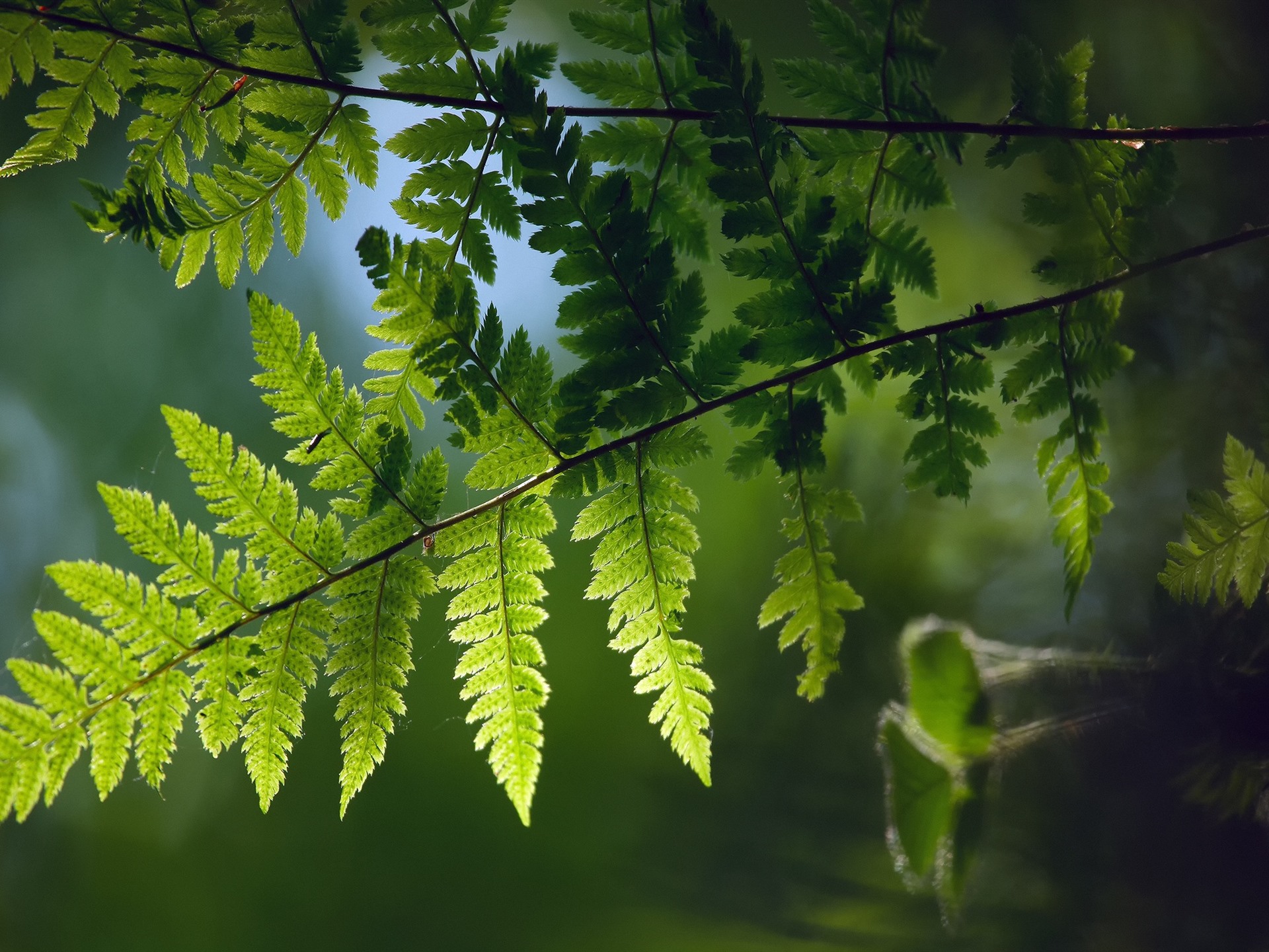 Wallpaper Green Fern Leaves, Twigs - Fern - HD Wallpaper 