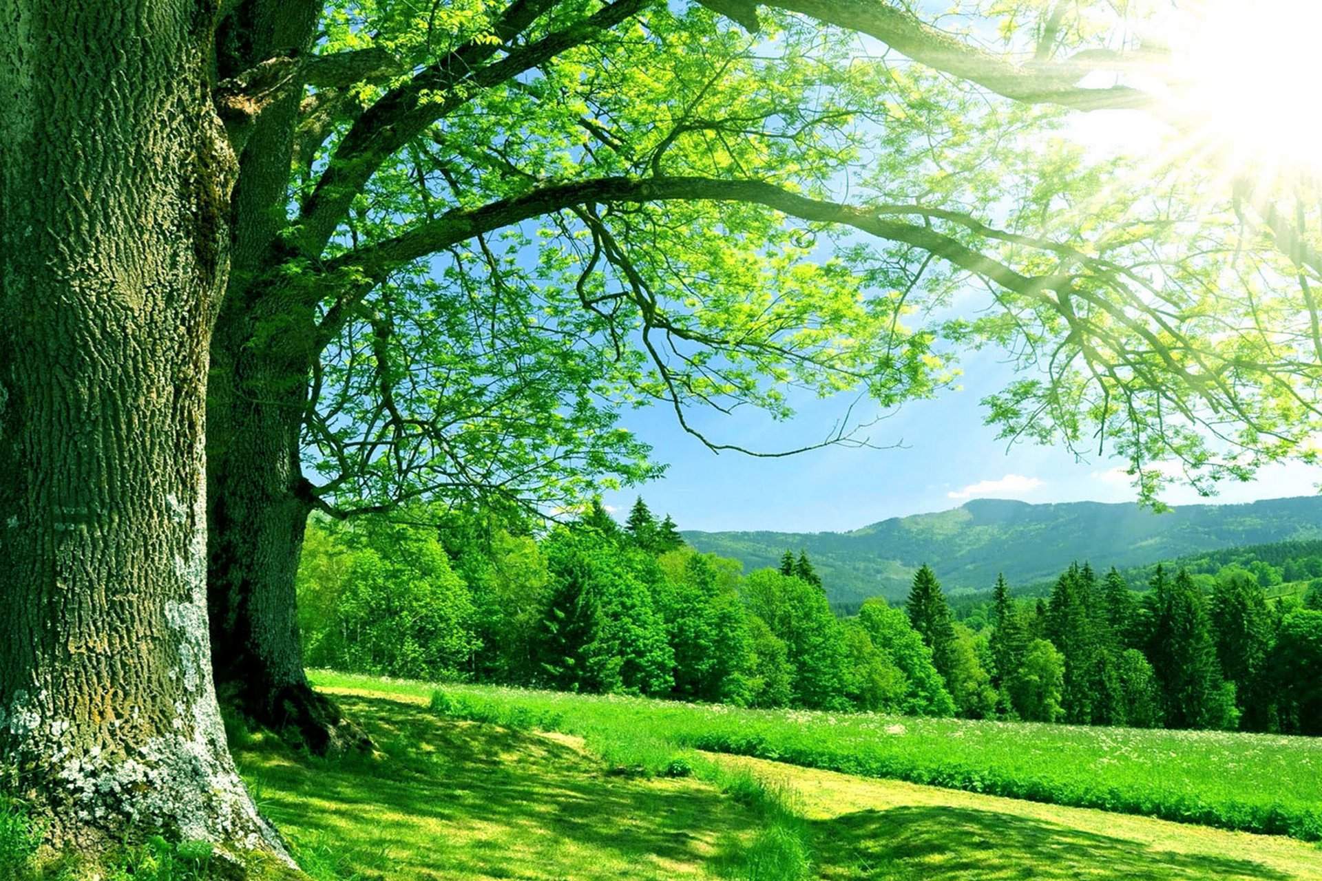 Hd Wallpaper Nature - Nature Wedding Background Hd - 1920x1280