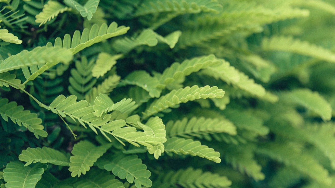 Green Fern Plant Tree Leaves Nature Closeup2019 - Leaf - HD Wallpaper 