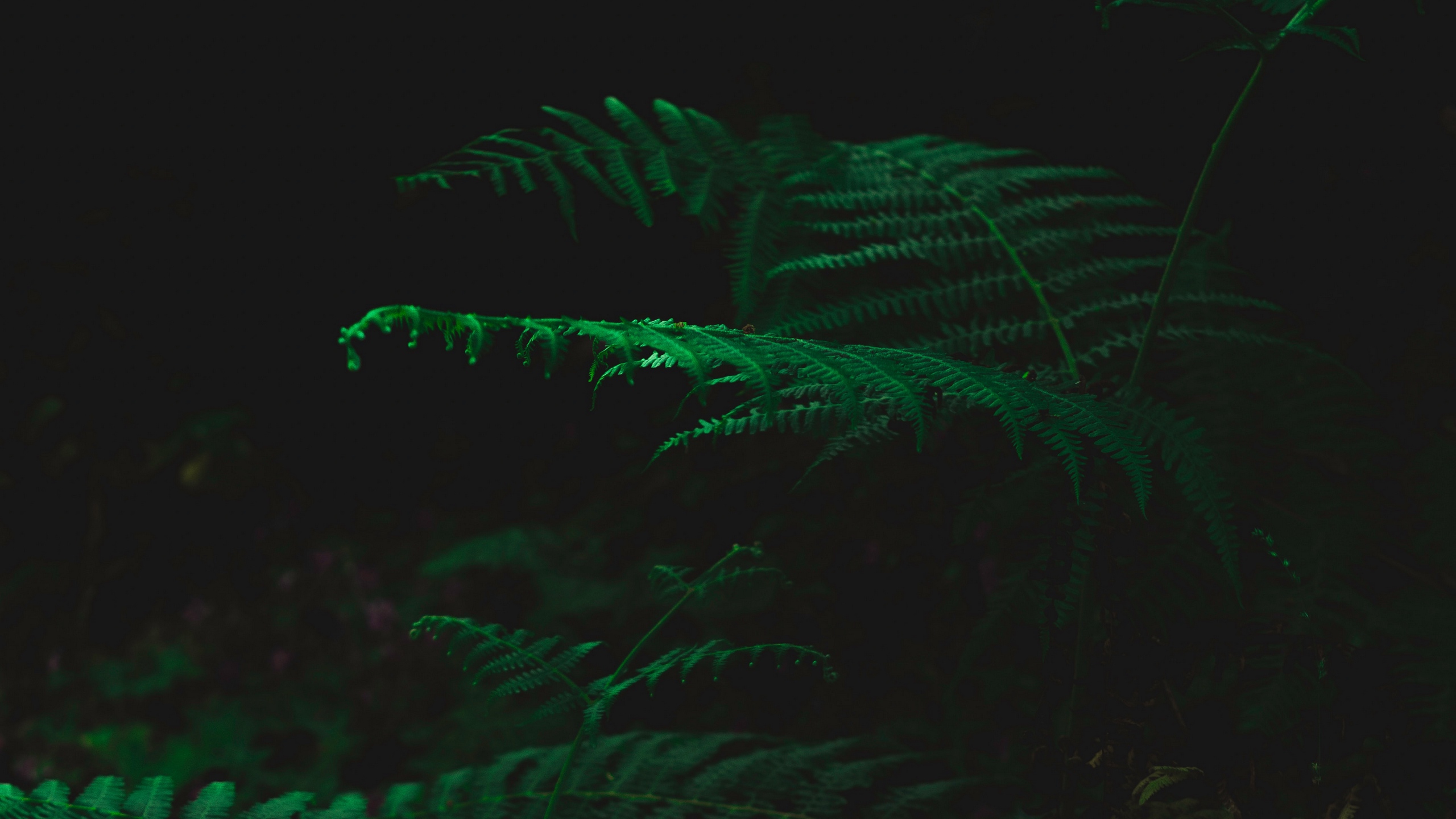 Wallpaper Fern, Dark, Green, Plant, Leaves - Darkness - HD Wallpaper 