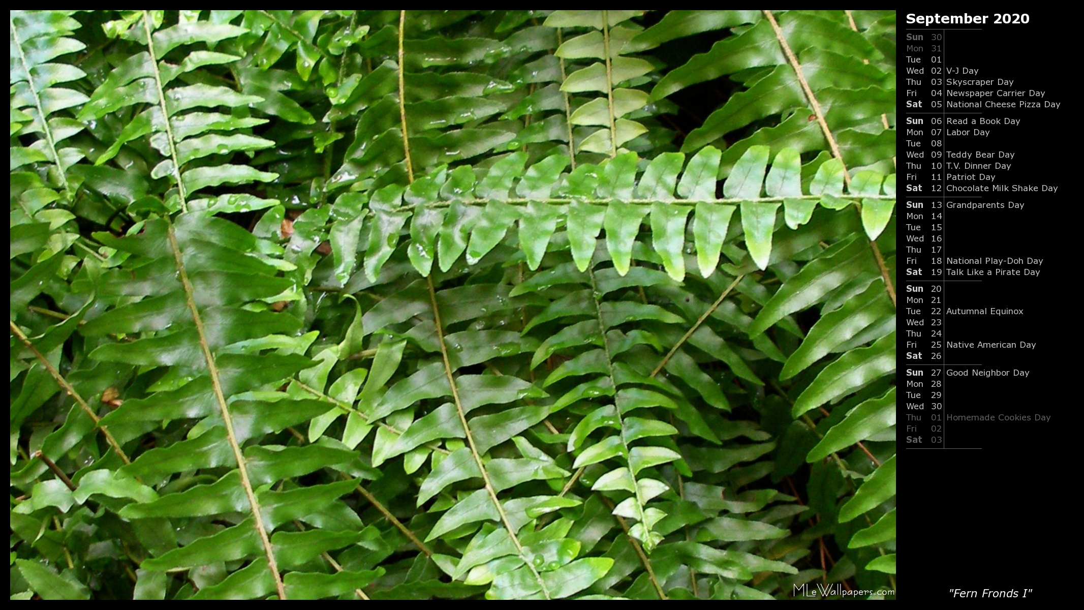 Fern Fronds I - Fern - HD Wallpaper 