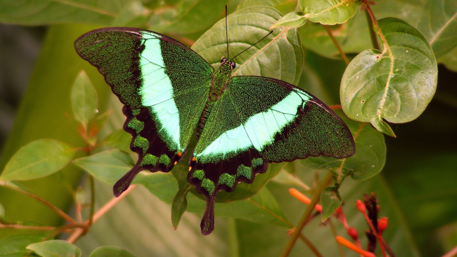 Green Butterfly - Emerald Butterfly - HD Wallpaper 