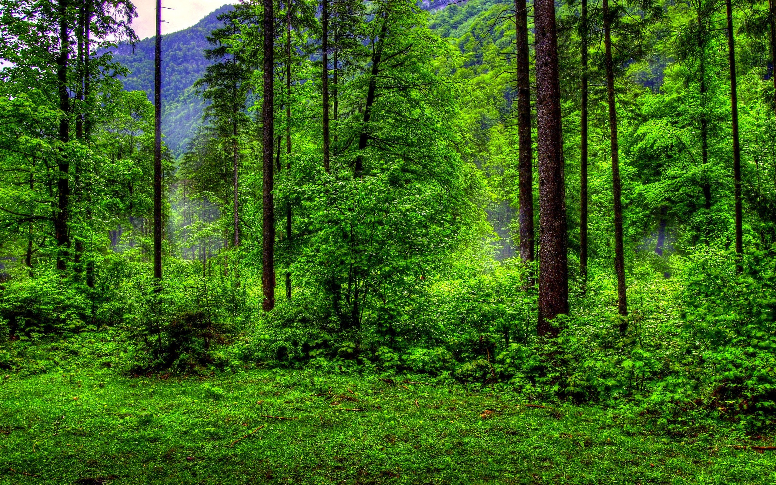 Natural Green Forest Wallpaper - Forest Green Nature Background - HD Wallpaper 