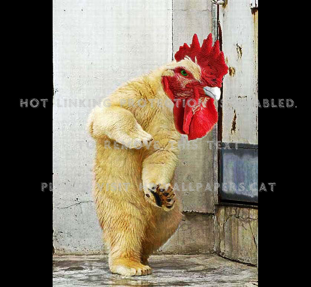 Cocky-bear Wierd Abstract Animals Funny - 踊る シロクマ - HD Wallpaper 