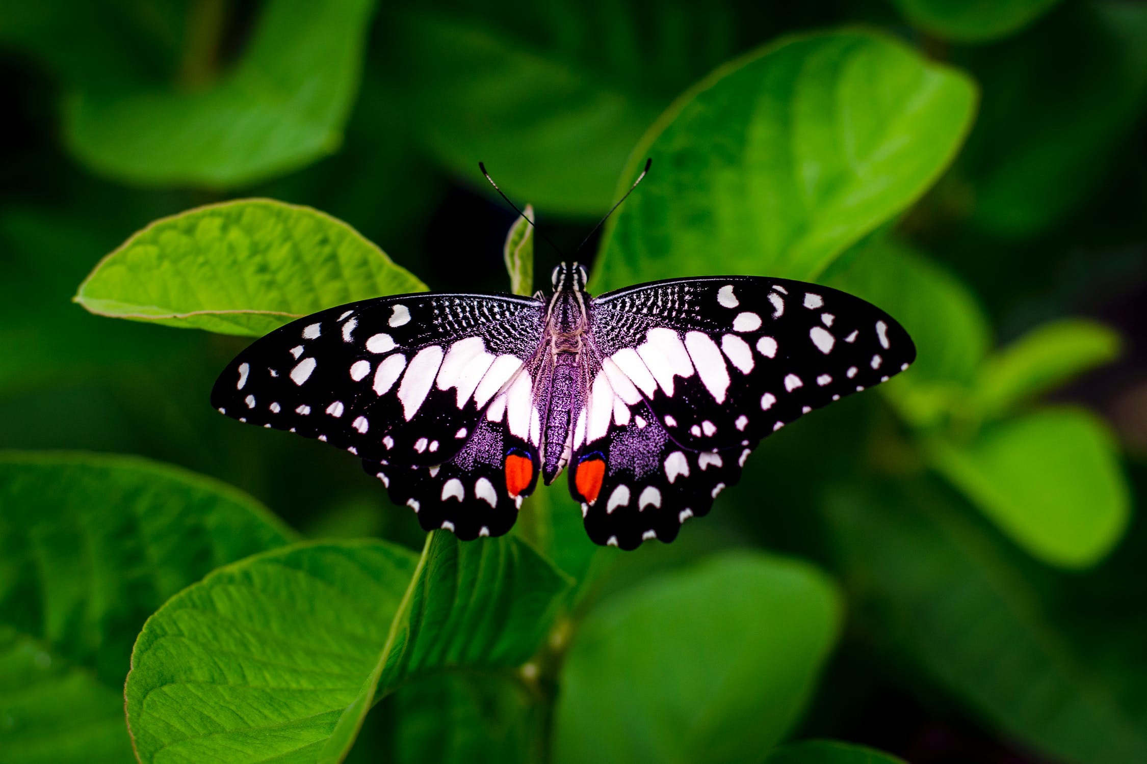 2250x1500, Butterfly Wallpapers Butterfly Wallpapers - Biology Wallpaper Hd Download - HD Wallpaper 