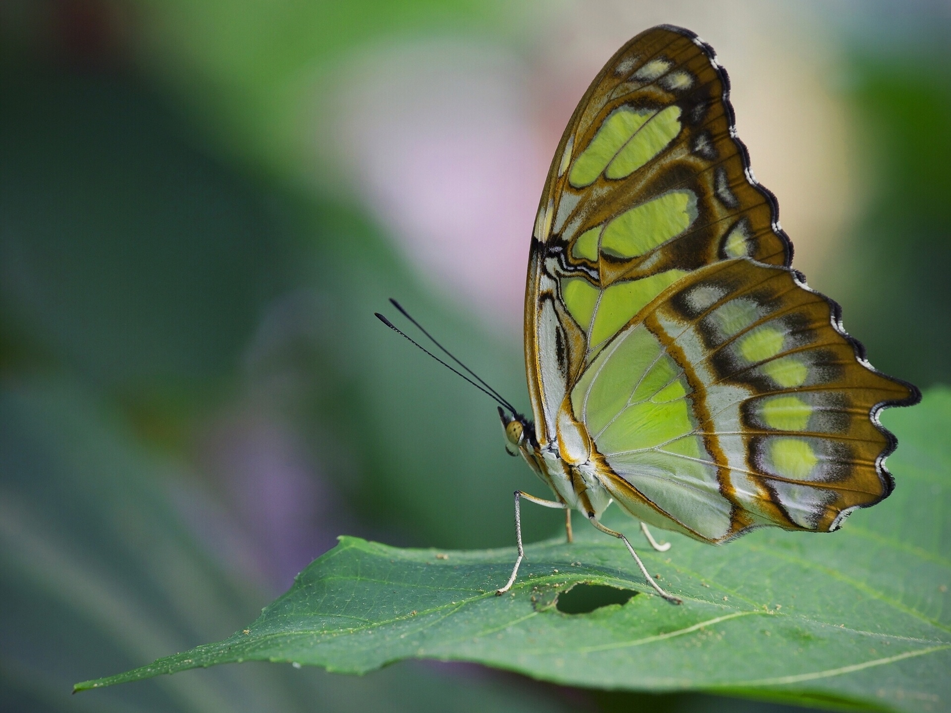 Green Butterfly Close Up - HD Wallpaper 