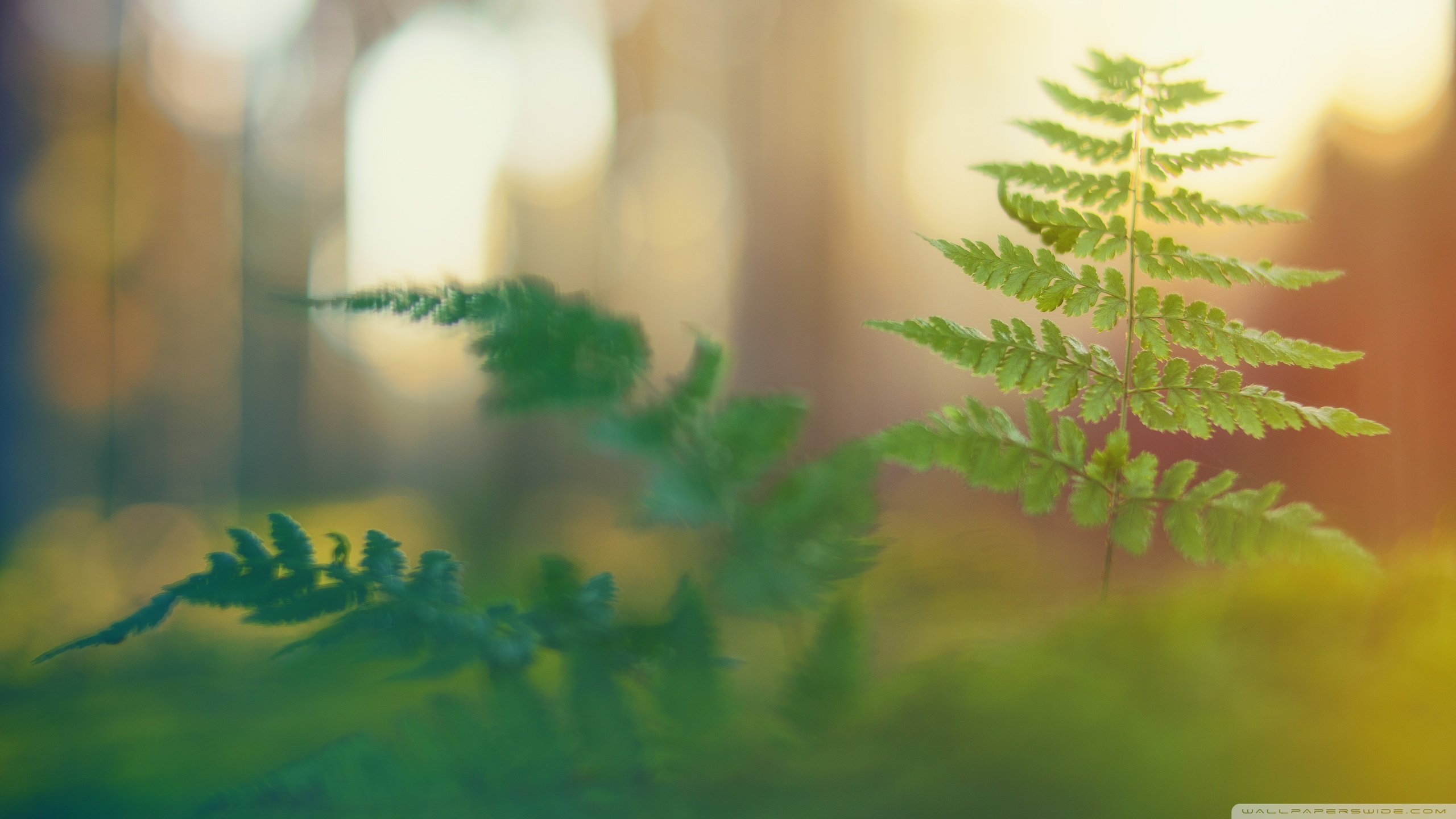 Wallpaper - HD Wallpaper 