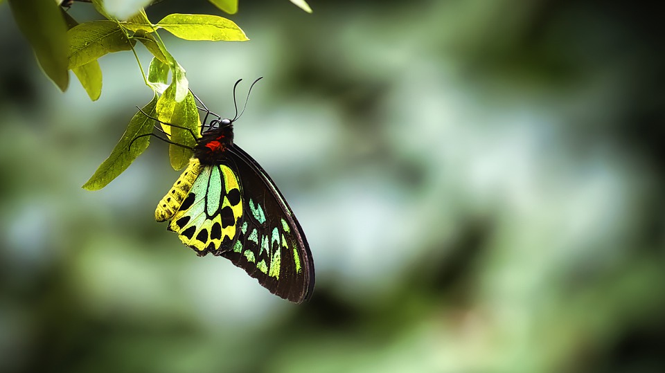 Butterfly - HD Wallpaper 