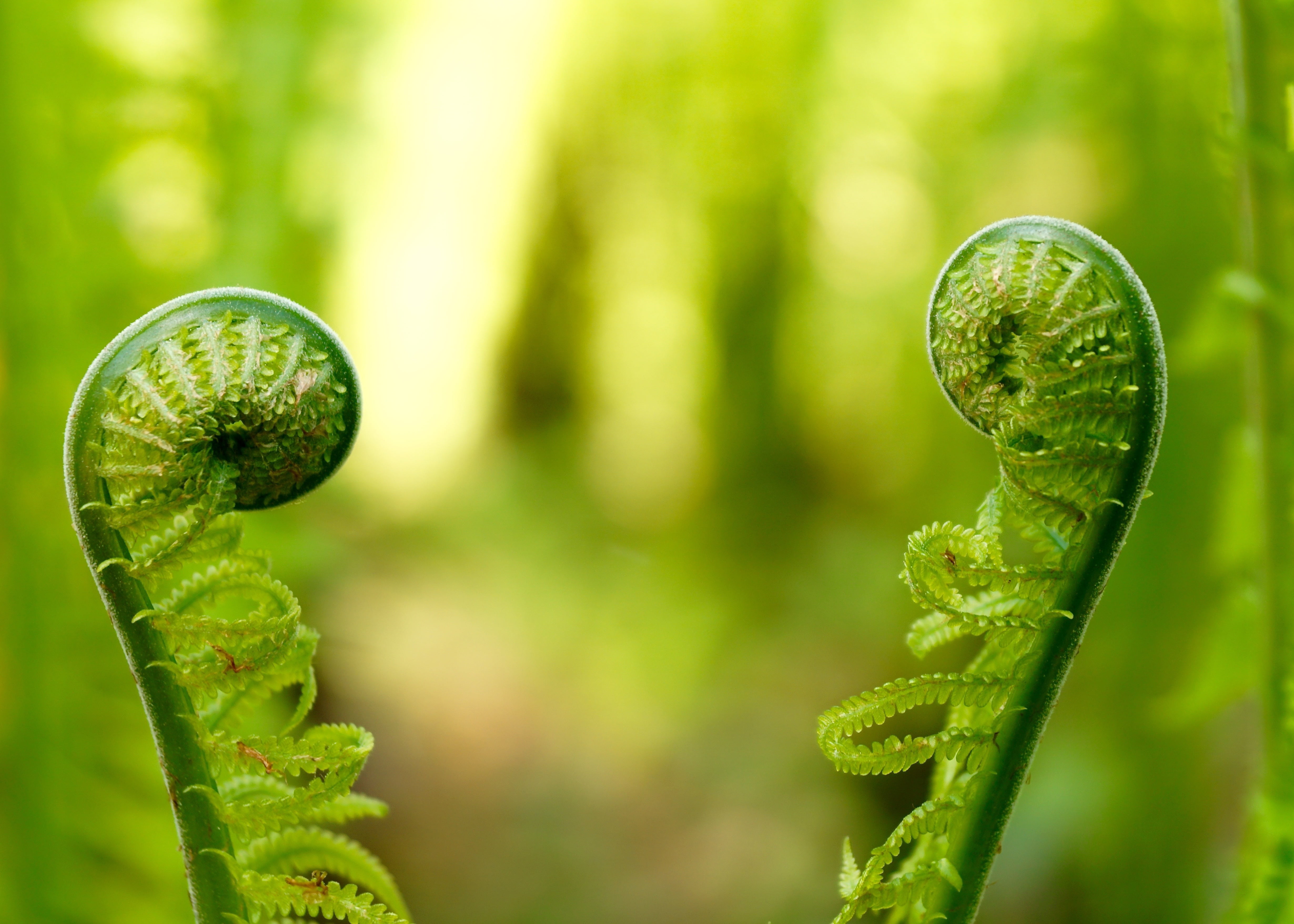 Ferns Hd - HD Wallpaper 
