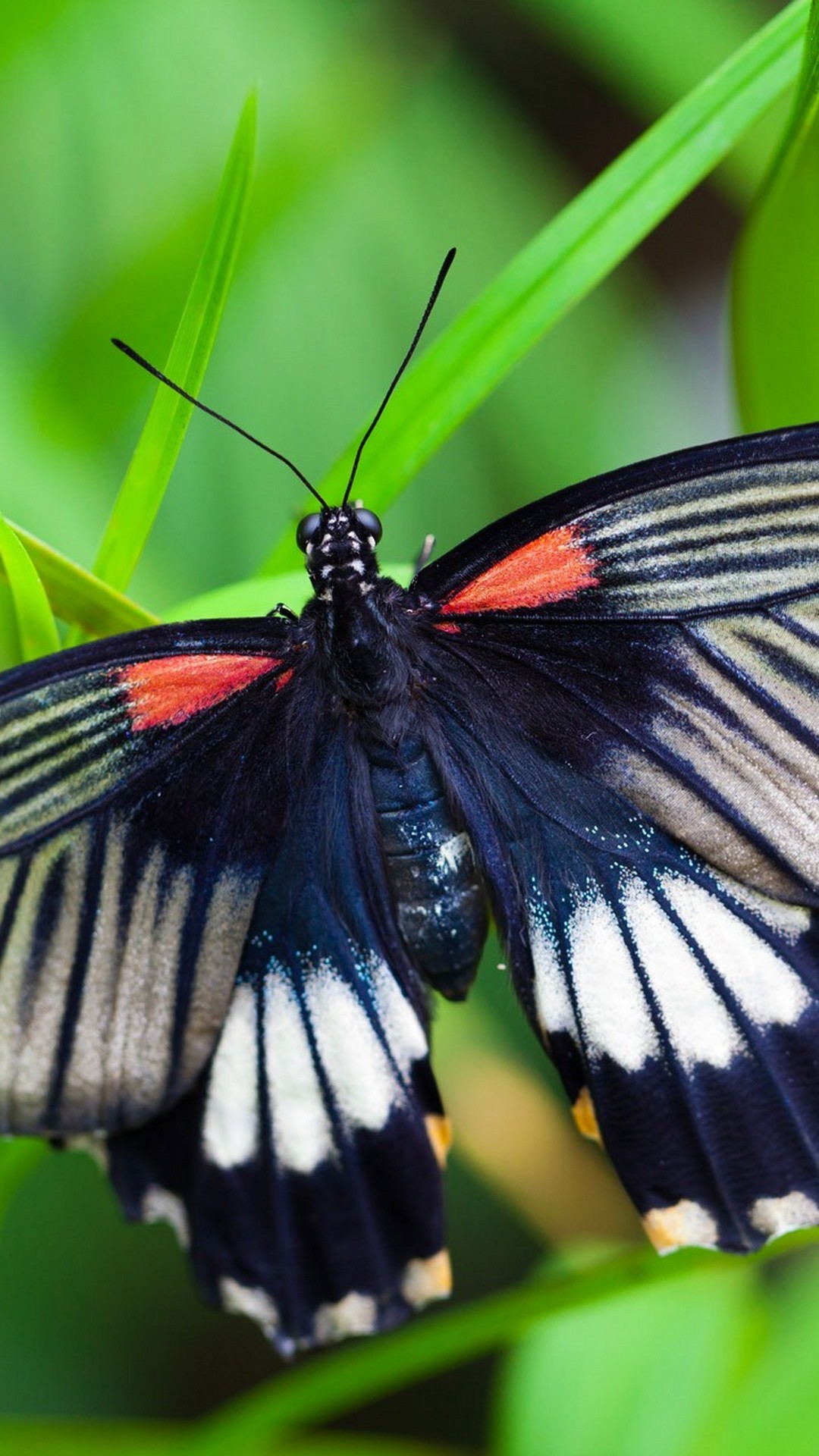 Android Wallpaper Butterfly Pictures With Hd Resolution - Mariposas Tropicales - HD Wallpaper 