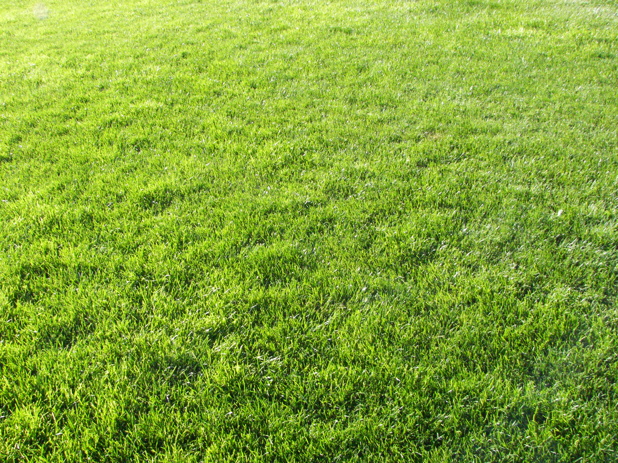 Green Grass, Background, Texture, Download Photo, Green - Grass Texture Iso - HD Wallpaper 