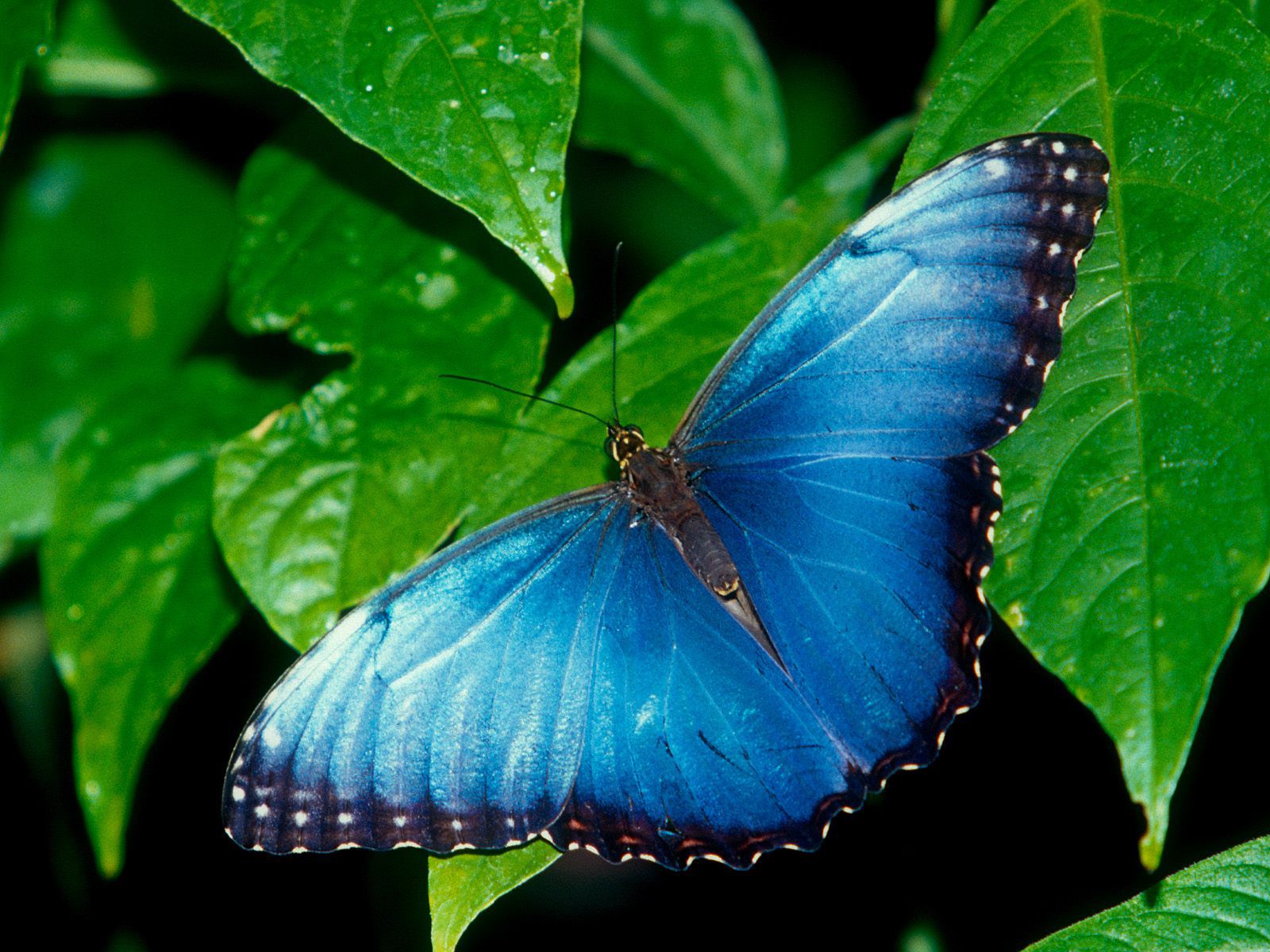 Beautiful Butterflies - HD Wallpaper 