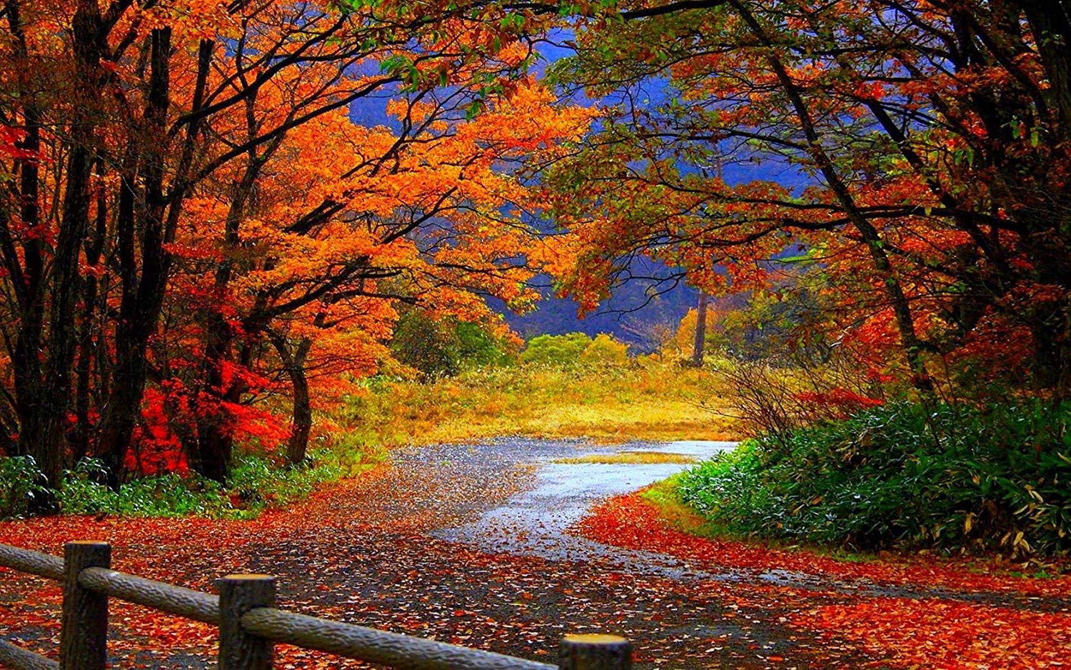 Fall Scenery - HD Wallpaper 