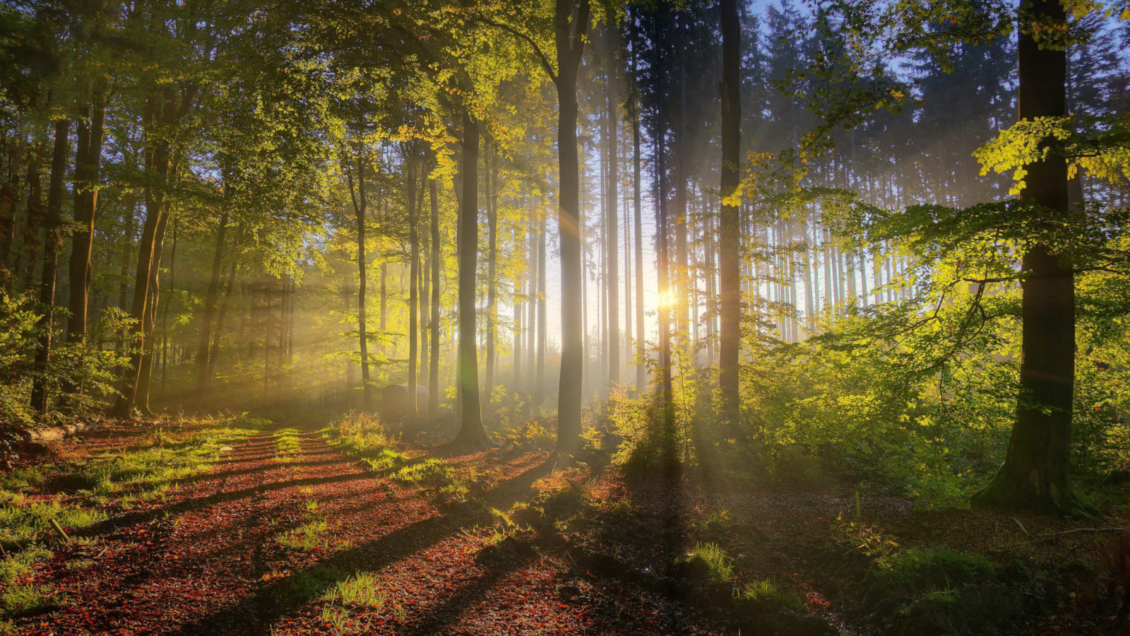 Nature Wallpaper Desktop Background 116 171 Nature - Beautiful Light In Forest - HD Wallpaper 
