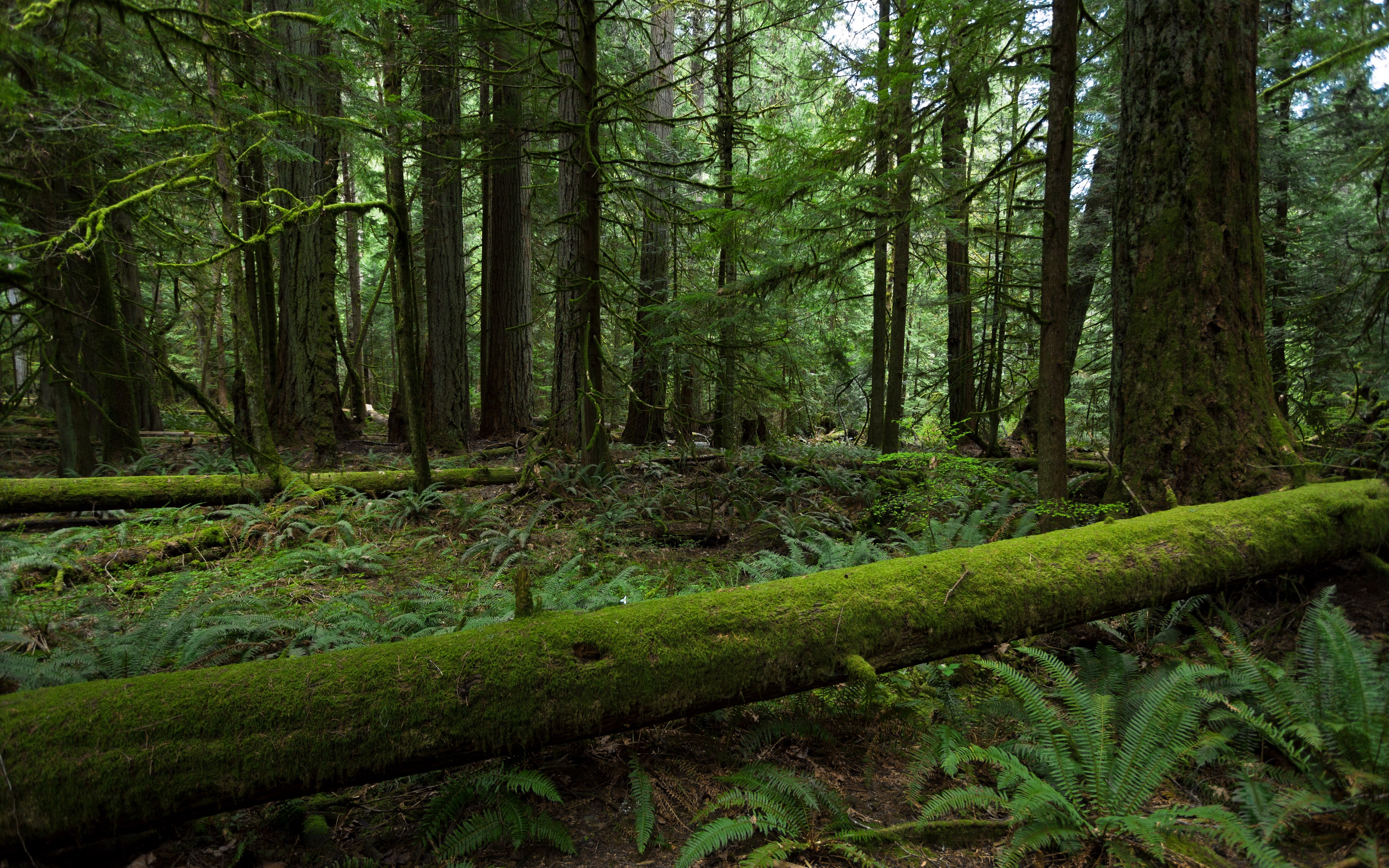 Wallpaper Forest, Trees, Nature - HD Wallpaper 