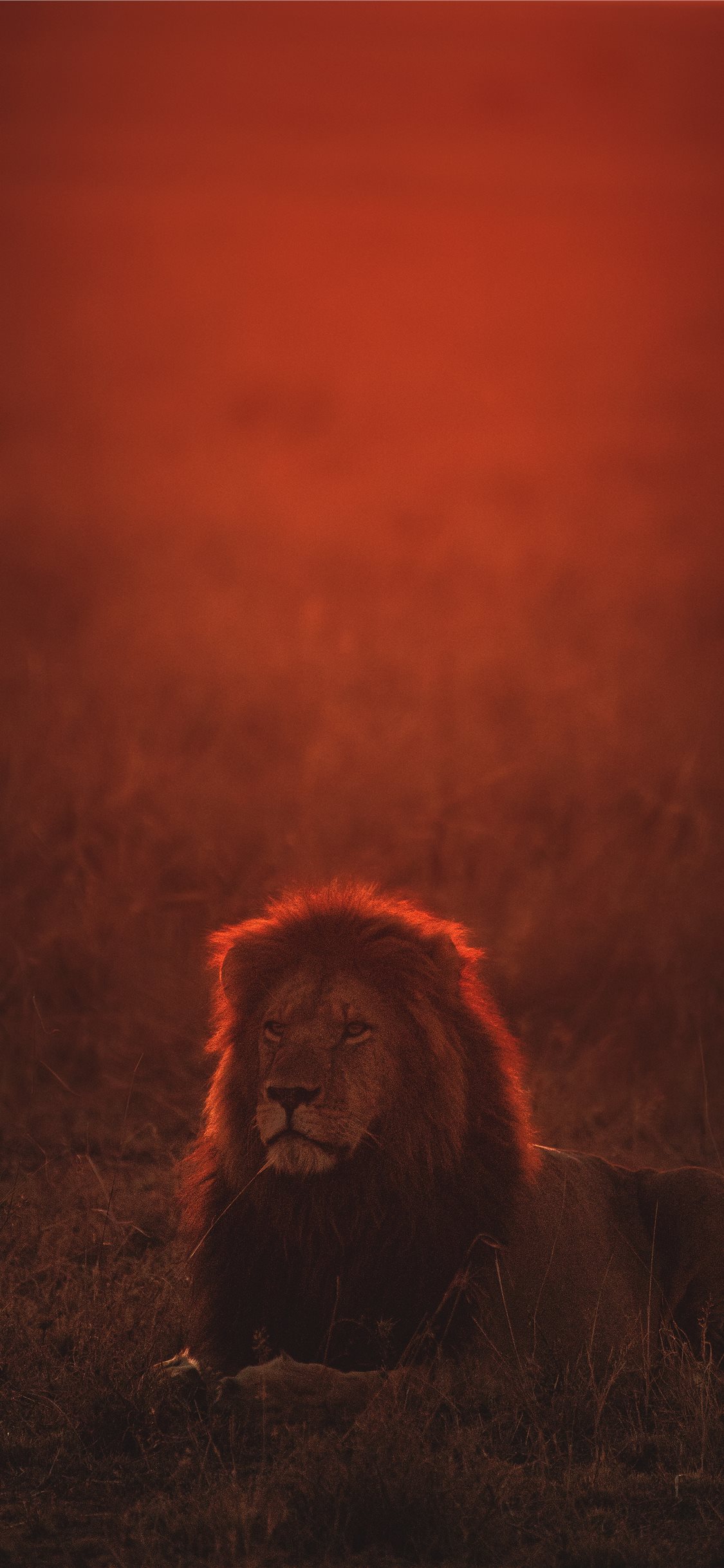 Red Wallpaper Hd Iphone Lion - HD Wallpaper 