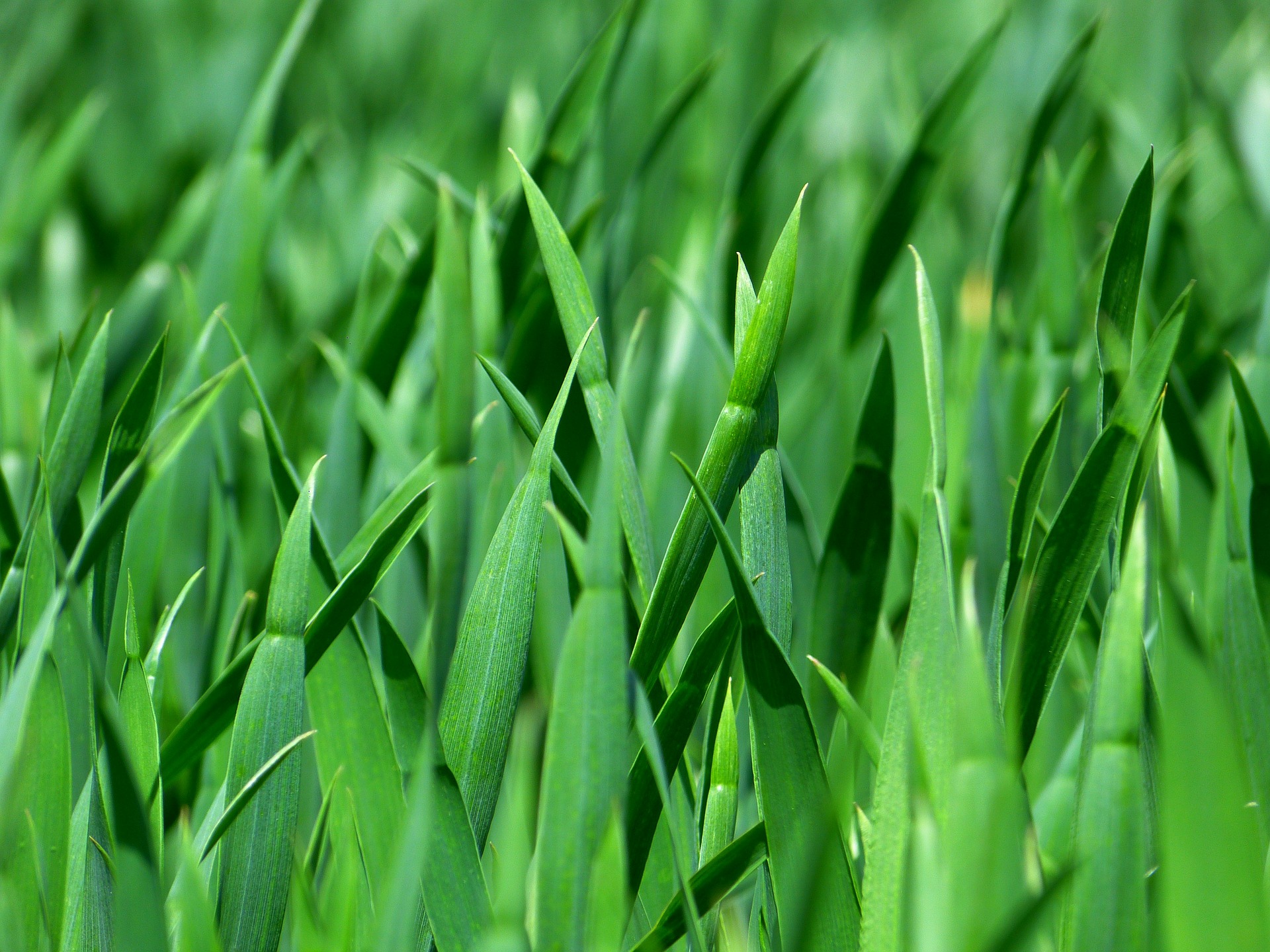 Much Grass - HD Wallpaper 