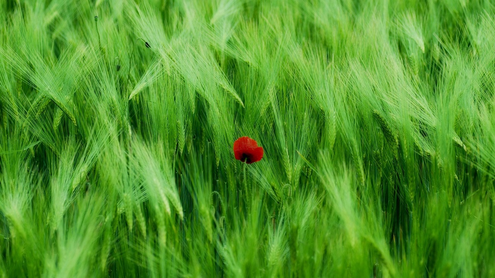Sweet Grass - HD Wallpaper 