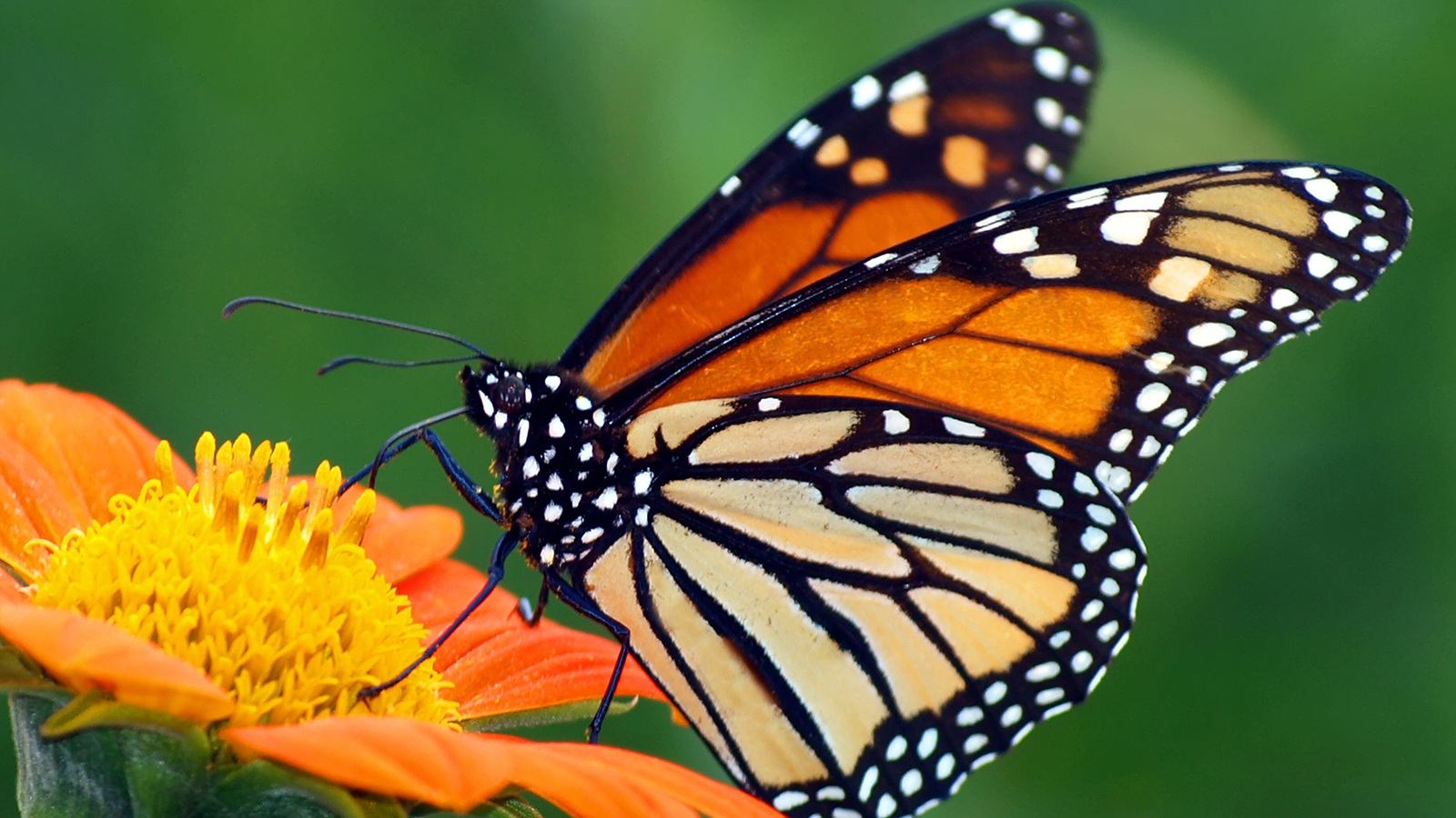 Amazing Butterfly Pictures & Backgrounds - Monarch Butterfly - HD Wallpaper 