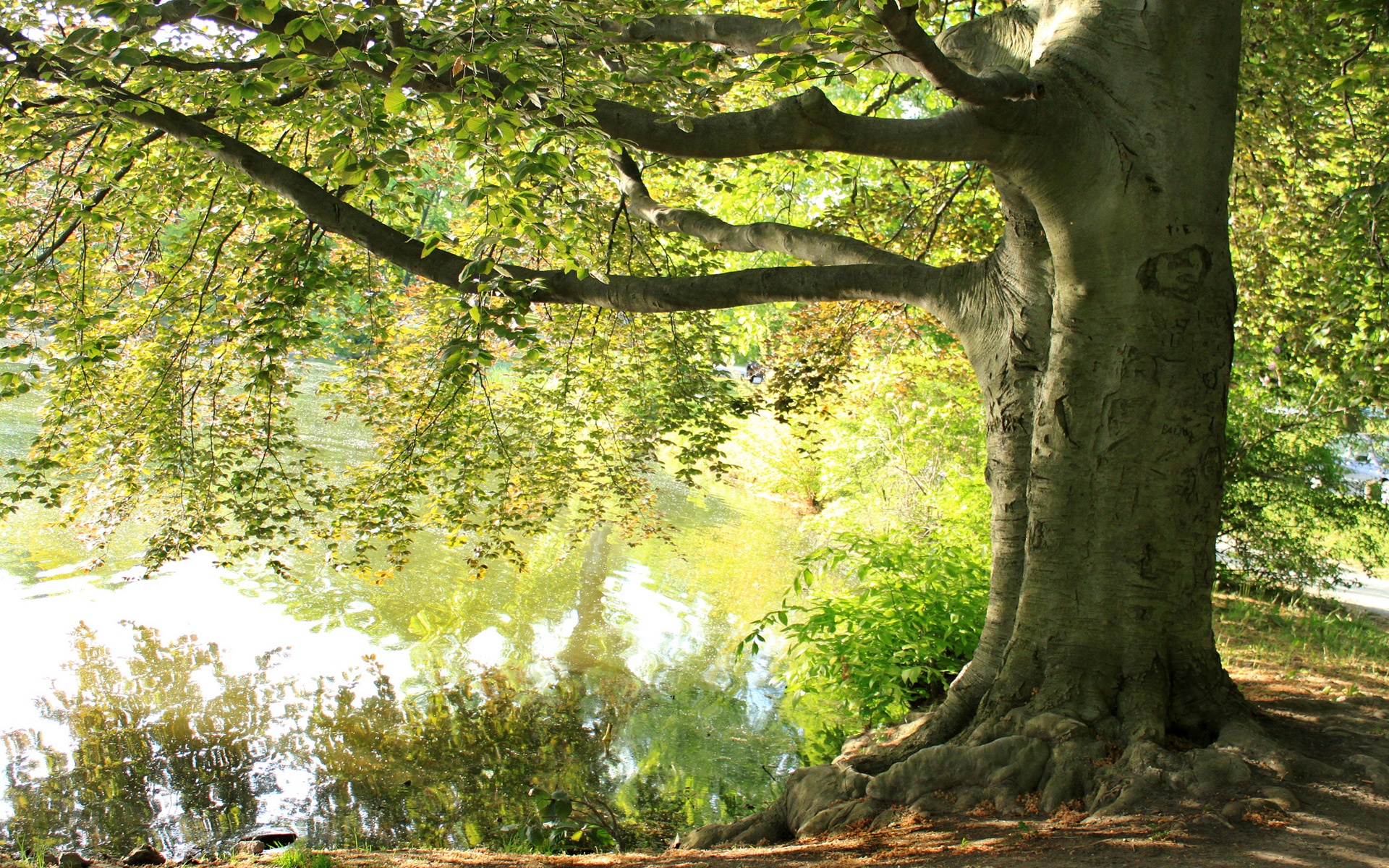 Wallpaper Summer, Under Big Tree, Lake - Tree From A Separate Peace - HD Wallpaper 