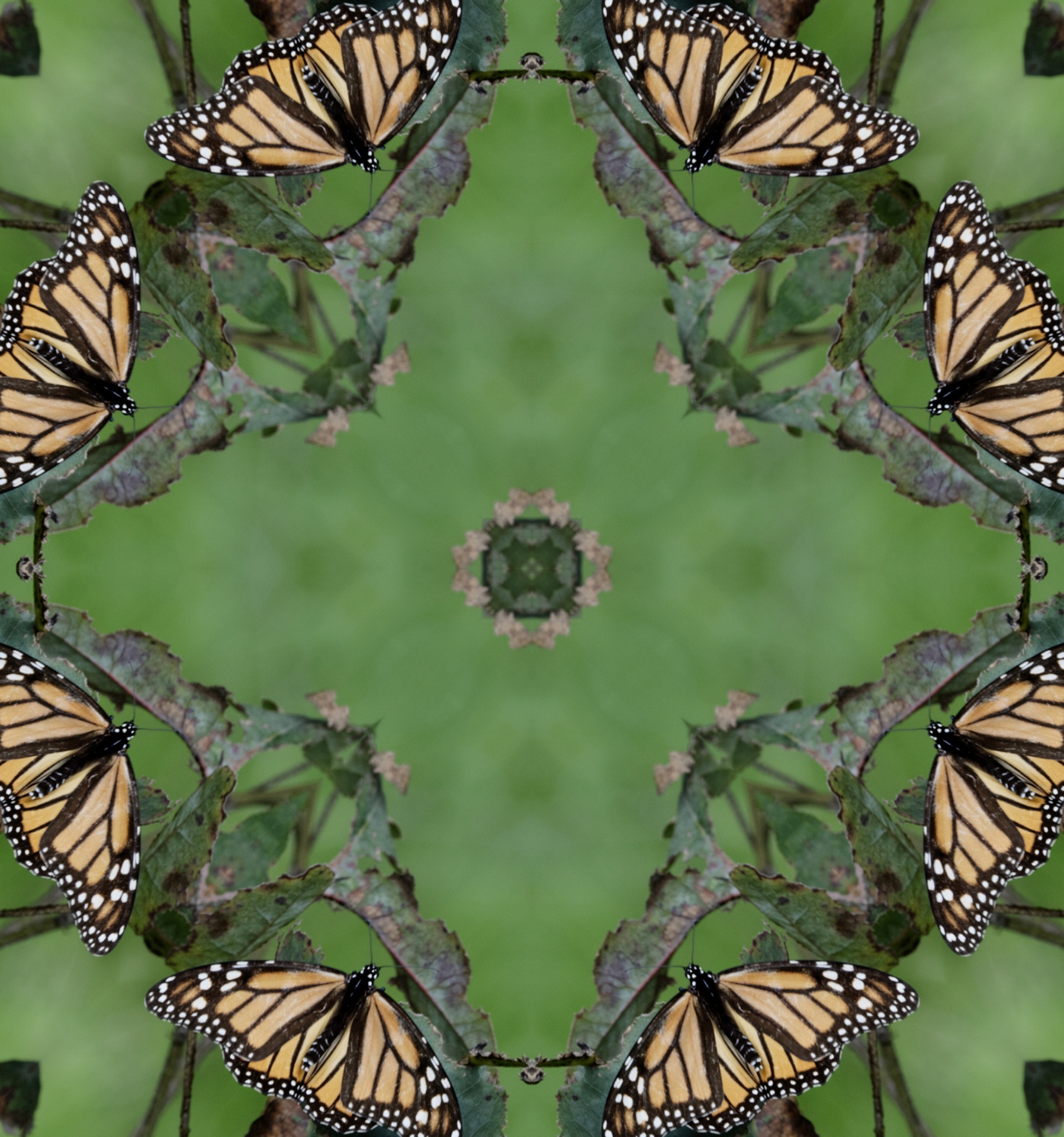Background Wallpaper Kaleidoscope Free Photo - Monarch Butterfly - HD Wallpaper 