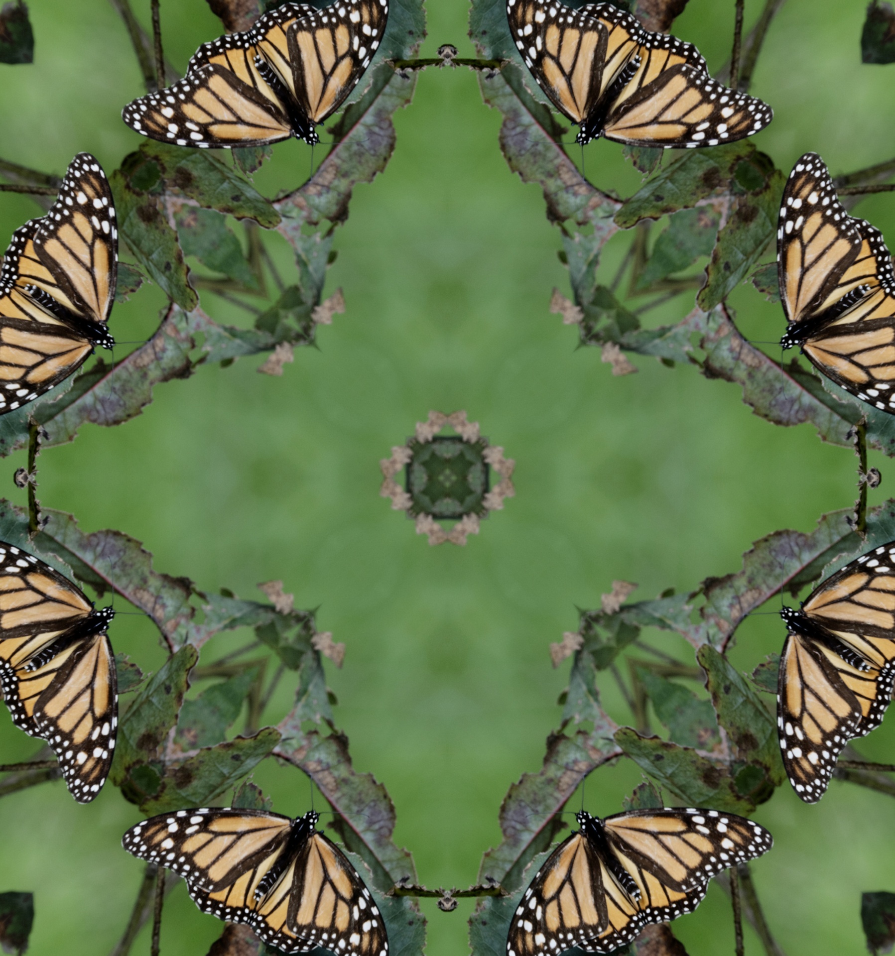 Background Wallpaper Kaleidoscope Free Photo - Monarch Butterfly - HD Wallpaper 