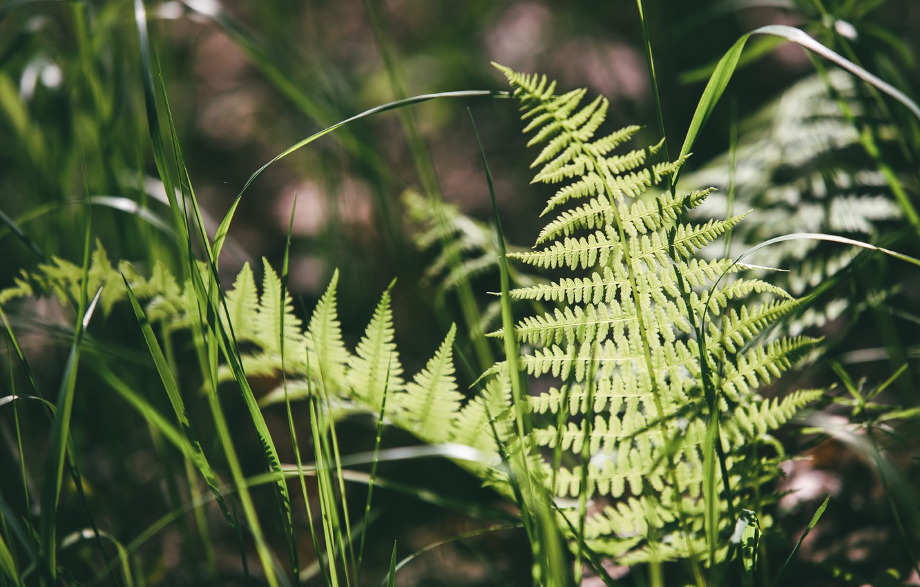 Photo Wallpaper Greens, Forest, Grass, Light, Morning, - Ostrich Fern - HD Wallpaper 