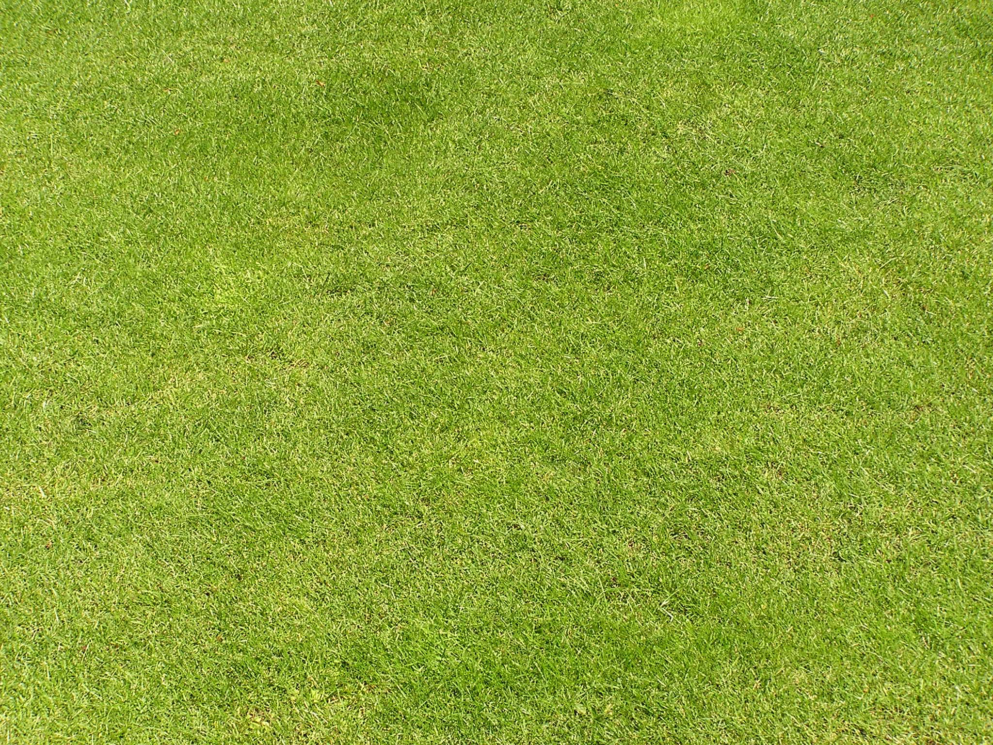 Lawn Texture - 2048x1536 Wallpaper - teahub.io