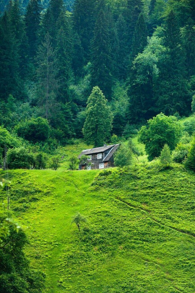 Beautiful Pictures Of Nature House Between Green Trees - House In A Forest  Background - 681x1024 Wallpaper 