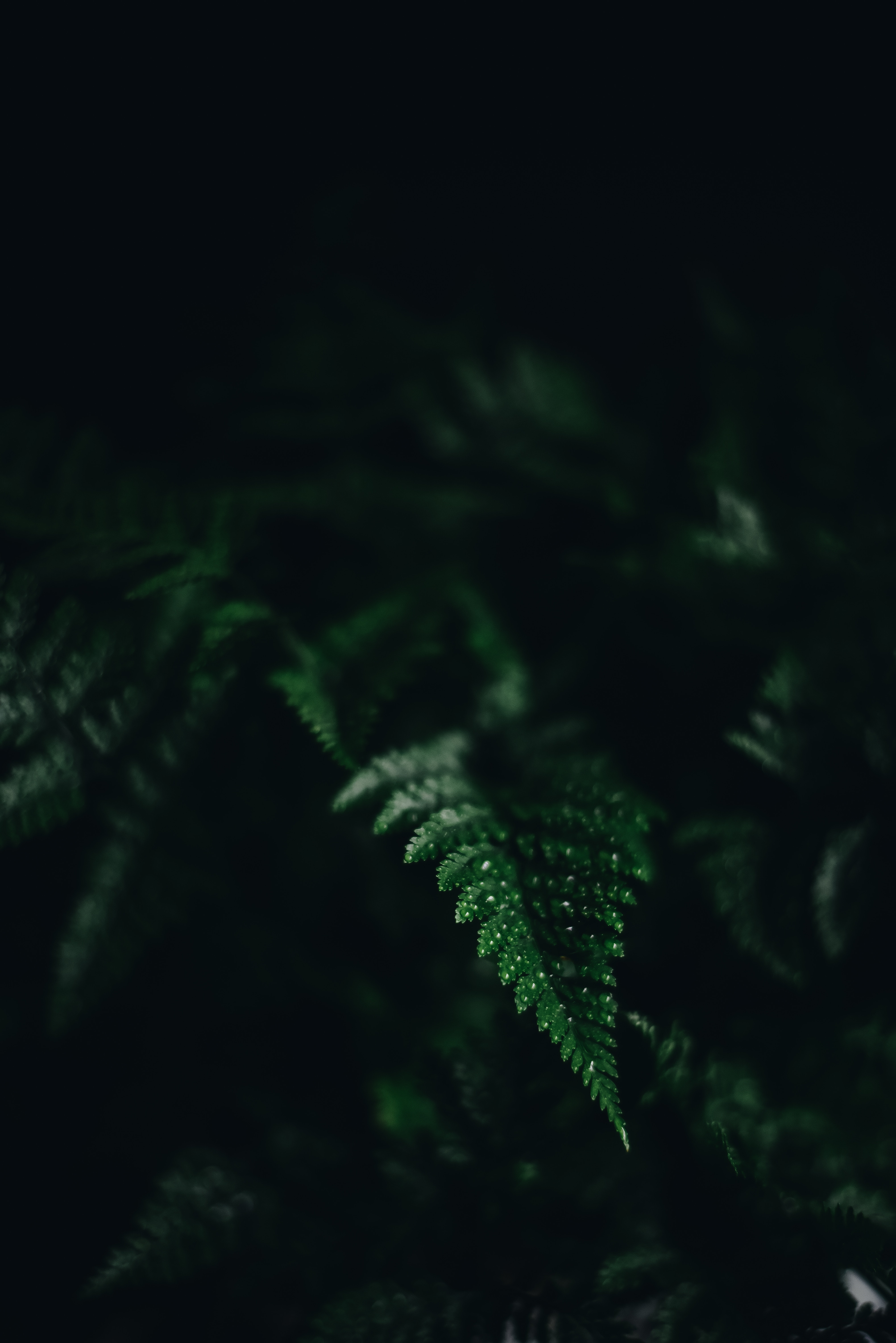 Wallpaper Fern, Leaf, Green, Carved, Dark, Shadow - Dark Fern - HD Wallpaper 