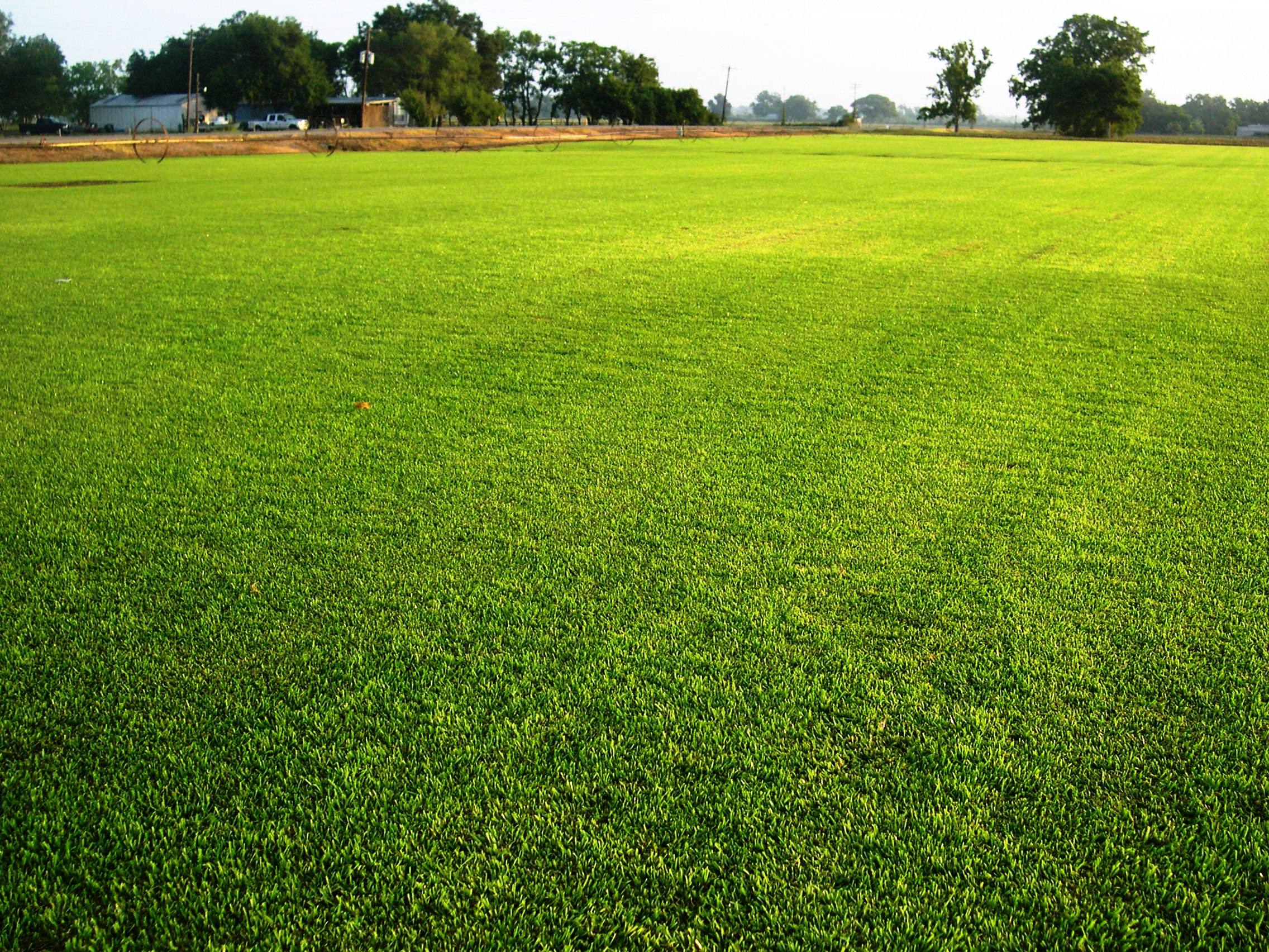 Cool Grass - St Augustine Grass Field - HD Wallpaper 