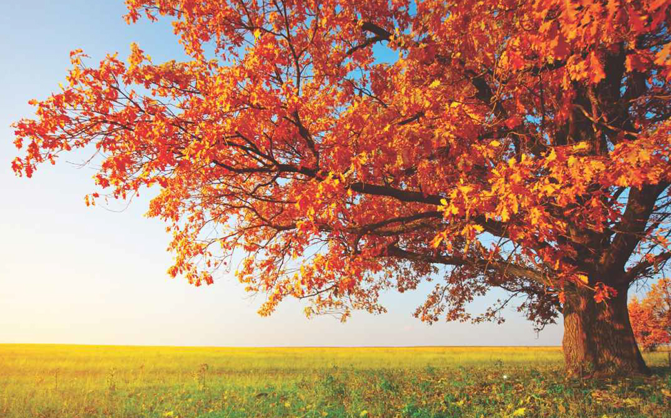 Romantic Autumn Maple Leaves Wallpaper - Papel De Parede De Outono Para Pc - HD Wallpaper 