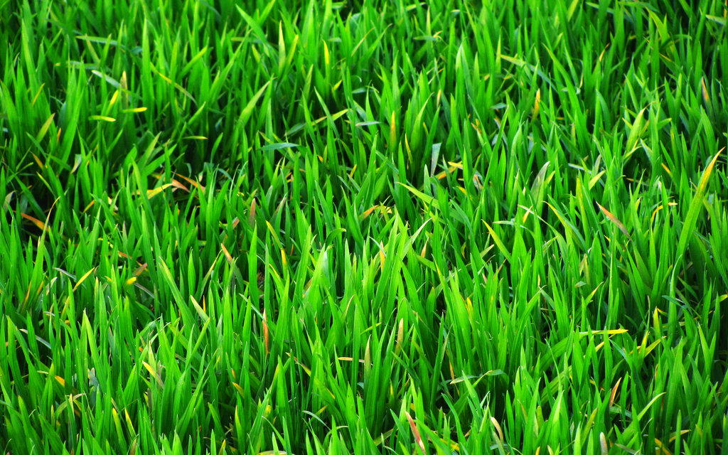 Hdq Beautiful Grass Images & Wallpapers - Green Grass Wallpaper 4k Free Download - HD Wallpaper 