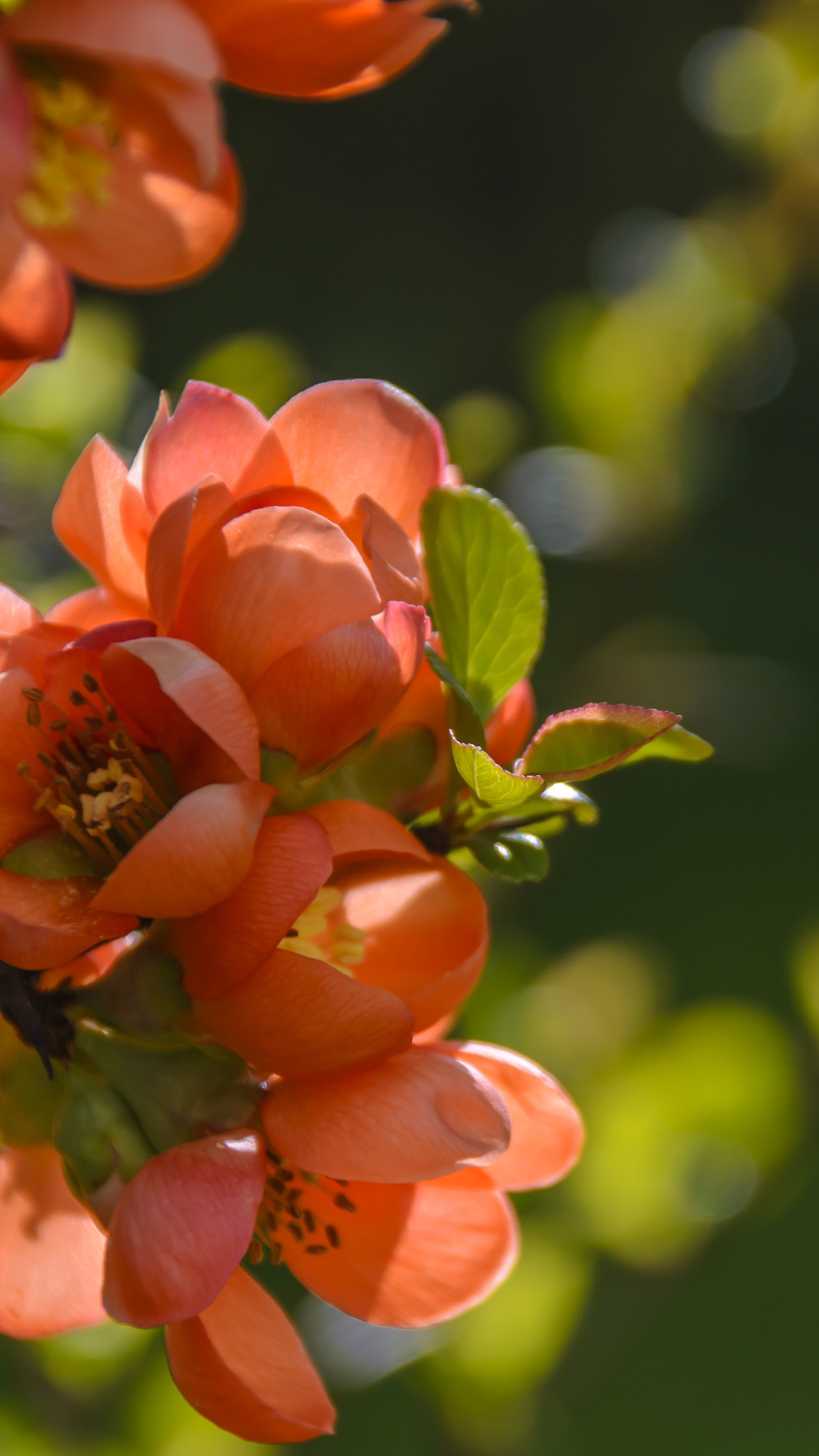 Flower Tree Orange - HD Wallpaper 