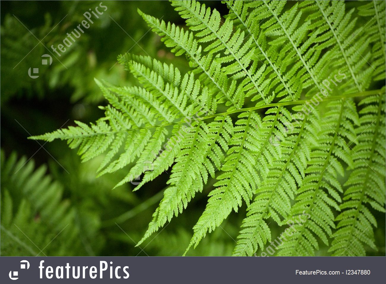 Background Wallpaper Of One Green Fern Frond - Ostrich Fern - HD Wallpaper 
