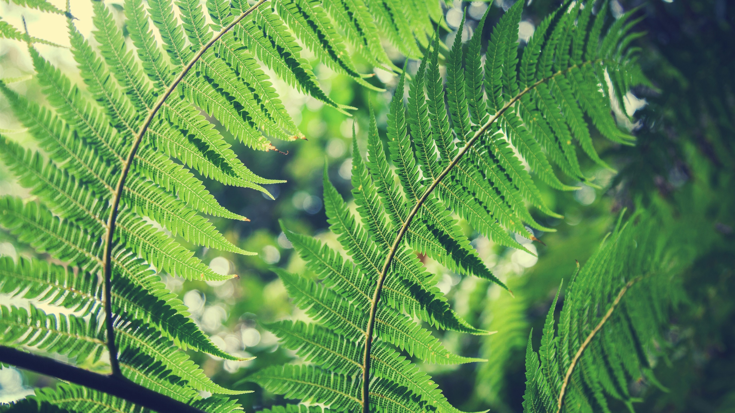 Fern Wallpaper Phone - HD Wallpaper 