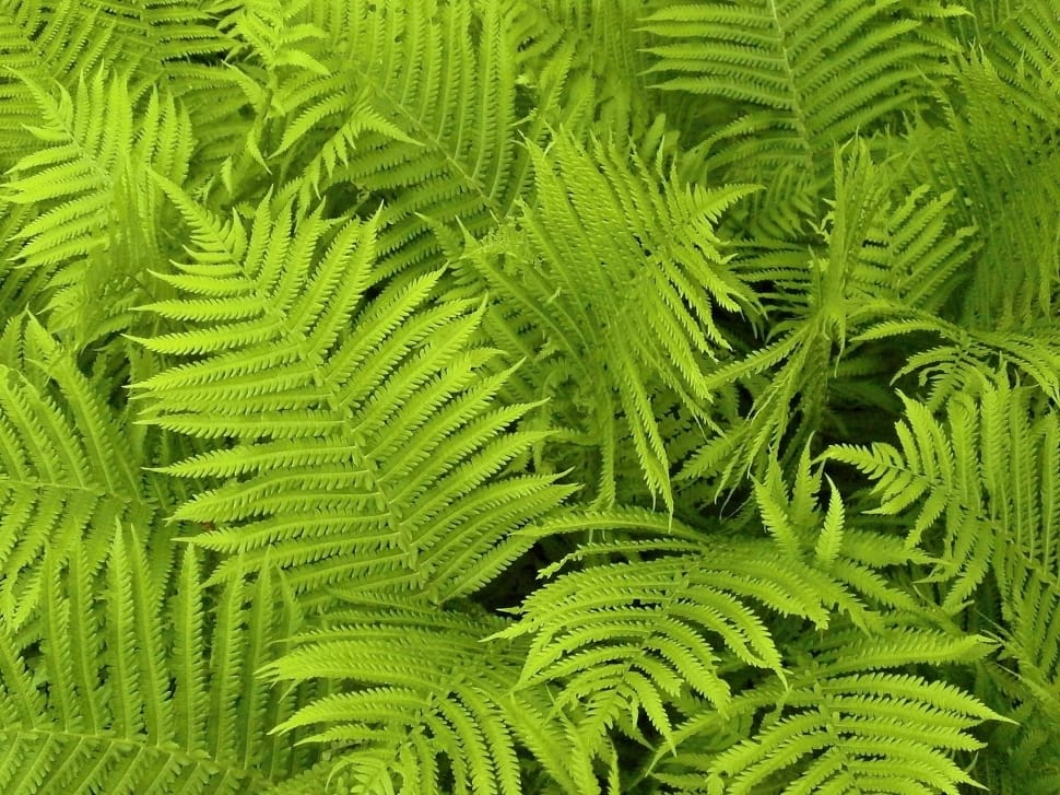 Green Fern Plants Preview - HD Wallpaper 