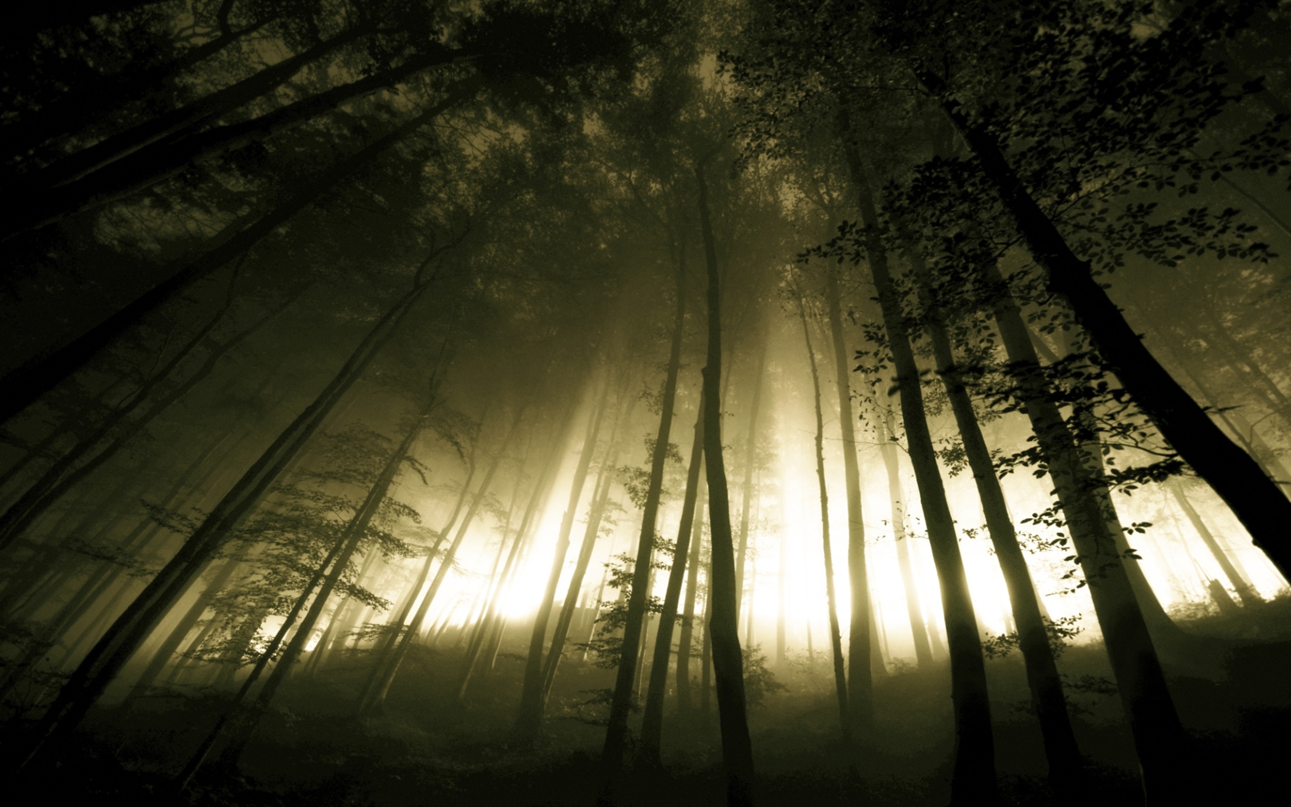 Dark Foggy Forest Wallpaper Hd - HD Wallpaper 