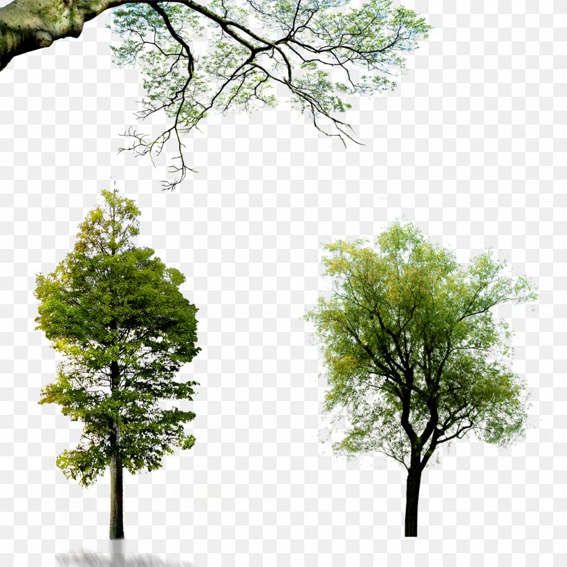 Wall Decal Download Wallpaper, Png, 1748x1748px, Tree, - Png Full Hd Download - HD Wallpaper 