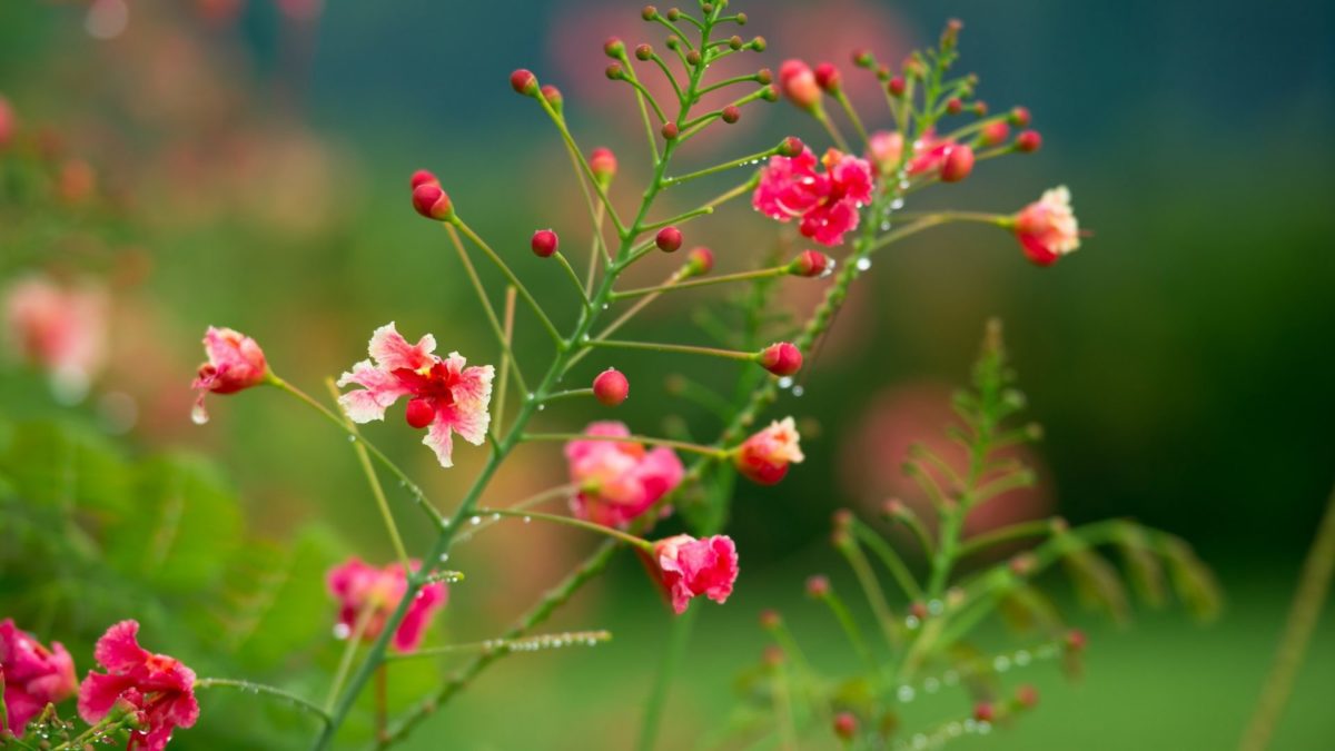 #dd6666 Color Pretty Green Pink Beautiful Flowers Drops - 1080p Good Morning Hd - HD Wallpaper 