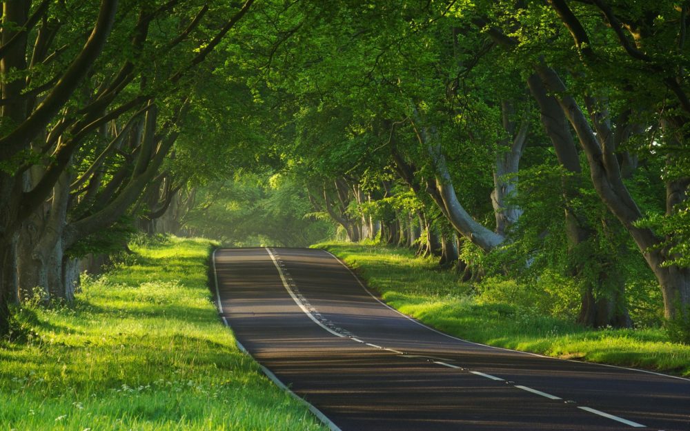 Trees On Both Sides Of The Road - HD Wallpaper 